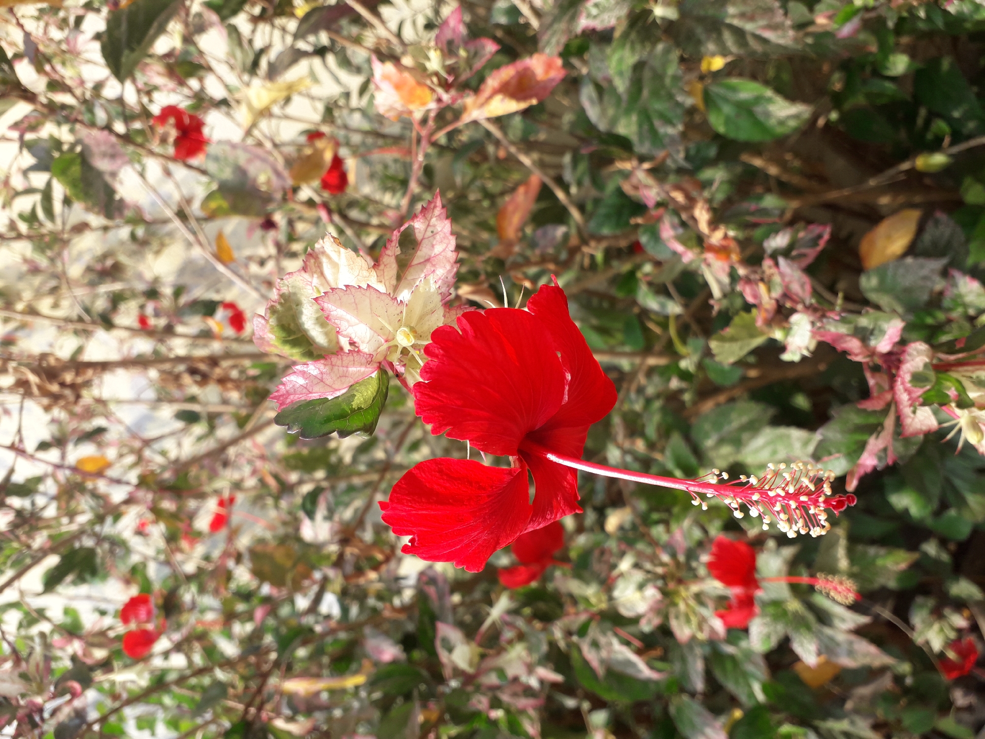 A close-up, eye-level, vertical shot captures a vibrant red hibiscus flower in focus against a blurred background of its leaves and branches. The flower's delicate petals are a rich crimson, with a white pistil extending from its center. Its stamens are visible, tipped with tiny white anthers. The surrounding foliage exhibits a mix of green and variegated leaves, with hints of pink and cream. The lighting suggests a sunny day, casting subtle shadows and highlighting the textures of the plant. The scene is devoid of any human presence and does not provide specific geographical markers to pinpoint its location within Cankuang, Indonesia.