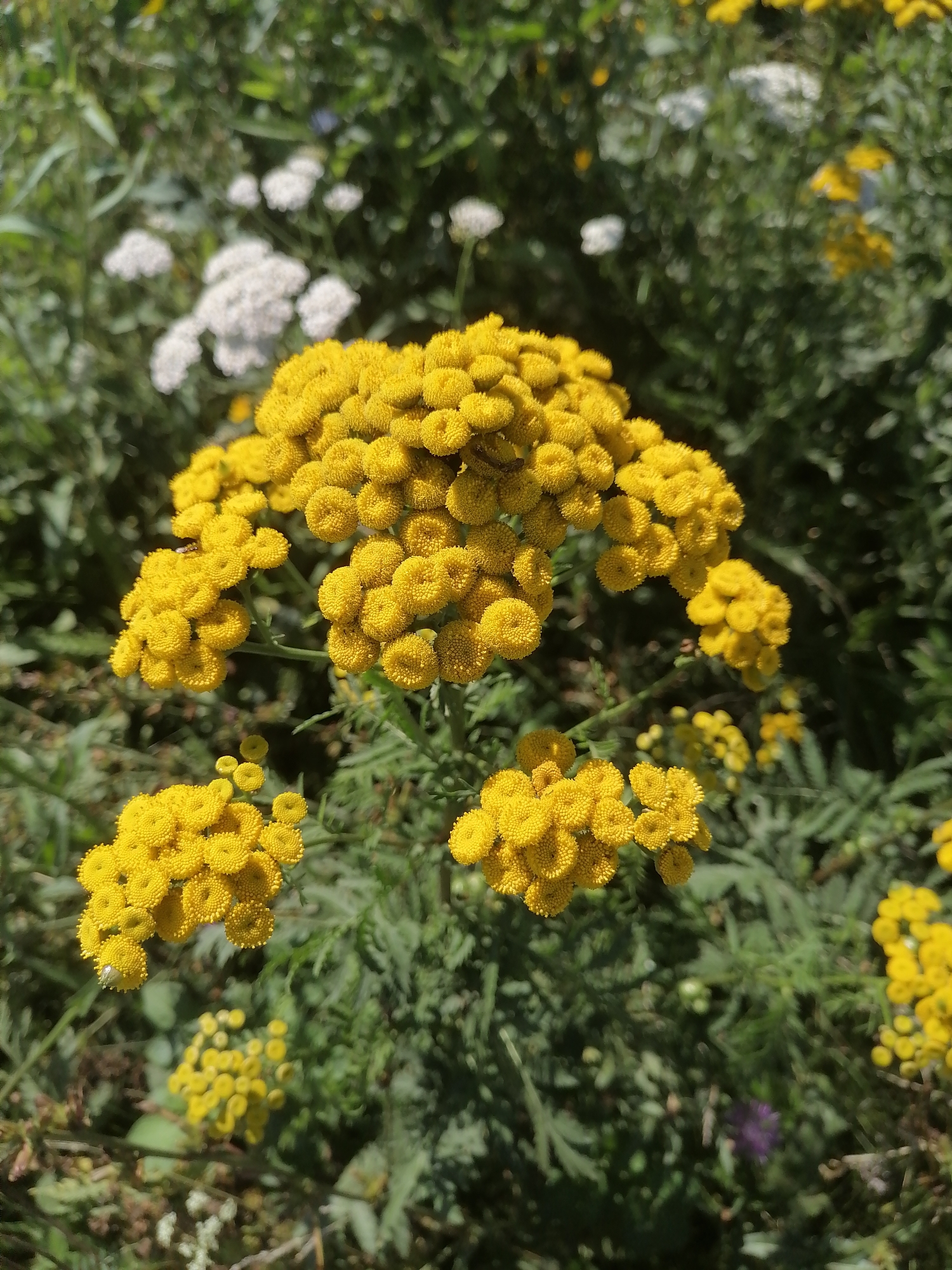 The image depicts a close-up view of bright yellow flowers, likely tansy, in bloom. The flowers are clustered in dense, round heads, with individual florets clearly visible. The background consists of green foliage, with some out-of-focus white flowers also present. The lighting suggests a sunny day. The location is identified as Pecherniki, Russia. There are no people or discernible actions occurring in the scene. The environment is a natural, outdoor setting, possibly a meadow or garden.