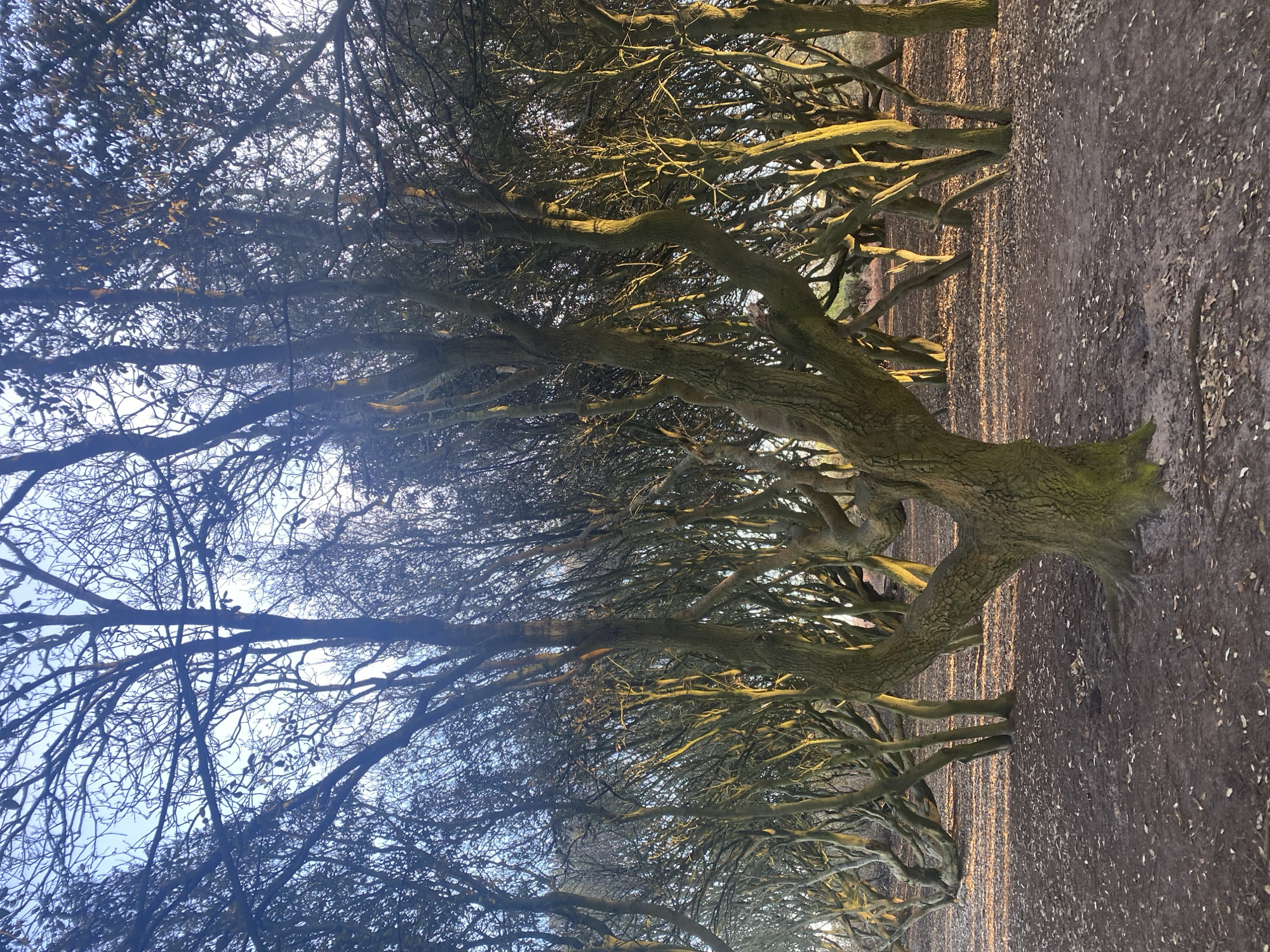 The image shows a row of twisted, bare trees lining a path in East Suffolk, United Kingdom. The trunks are thick and gnarled, with branches extending toward each other, creating a canopy effect. The ground is covered in dark soil and fallen leaves. The sky is visible through the branches, appearing light in color. The lighting suggests either sunrise or sunset, with a warm glow hitting parts of the trees. There are no people or other distinct subjects visible. The environment appears to be a park or woodland area.