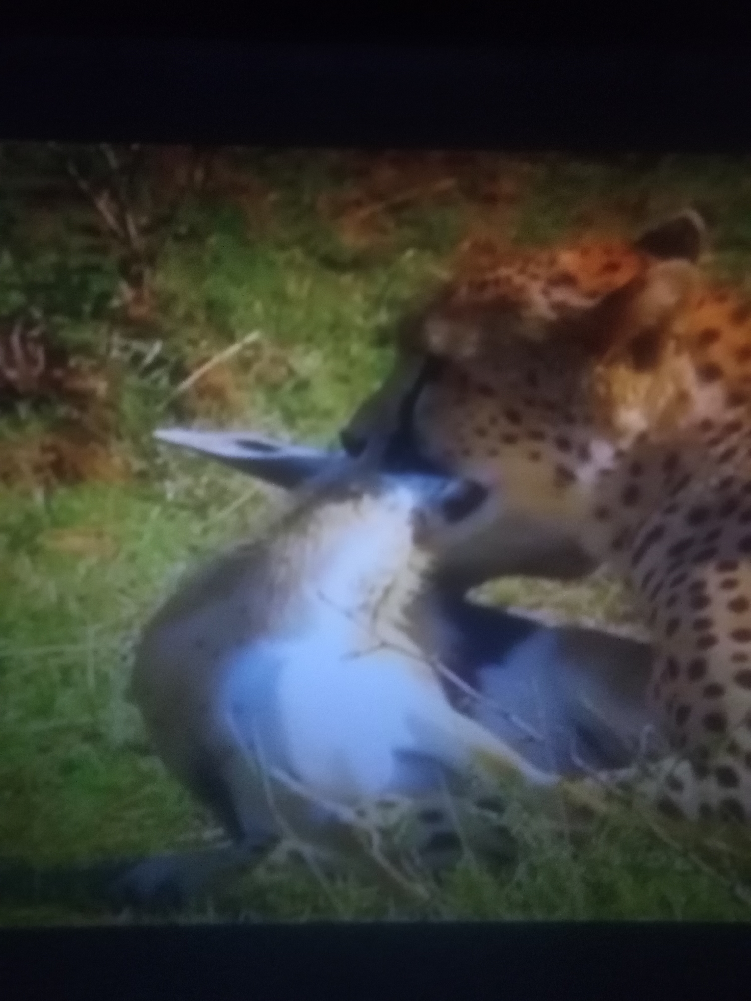 A cheetah is feeding on a kill in a grassy area. The cheetah's head is lowered, and it is biting into the carcass of what appears to be a young antelope. The antelope is lying on its side, and its white underbelly is visible. The cheetah has a spotted coat, and its body is partially obscured by the prey. The background consists of green grass and some dry vegetation. The scene is set in a natural environment.
