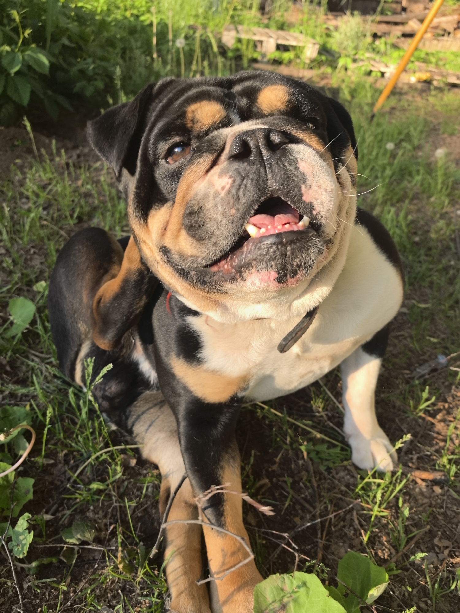 An eye-level outdoor photograph captures a tricolor dog, possibly a Bulldog mix, sitting on grassy and dirt-covered ground. The dog is actively scratching its right ear with its right hind paw, while looking directly at the camera with its mouth slightly open, revealing its teeth and tongue. Its expression appears happy or content. The dog's coat is distinct, featuring black, tan (on the face, legs, and back), and white markings (on the chest and belly). A dark-colored collar is visible around its neck.
The setting is a natural, sunlit environment, likely a garden or rural area. The ground is uneven, covered with various green grasses, small plants, and patches of exposed dirt with scattered twigs. The background consists of blurred green foliage and hints of a distant wooden structure or fence, along with a yellow pole on the right side. The warm, strong lighting suggests either late afternoon or golden hour, creating bright highlights on the dog's fur and casting soft shadows. The location is Noviy, Russia. There is no visible text in the image.