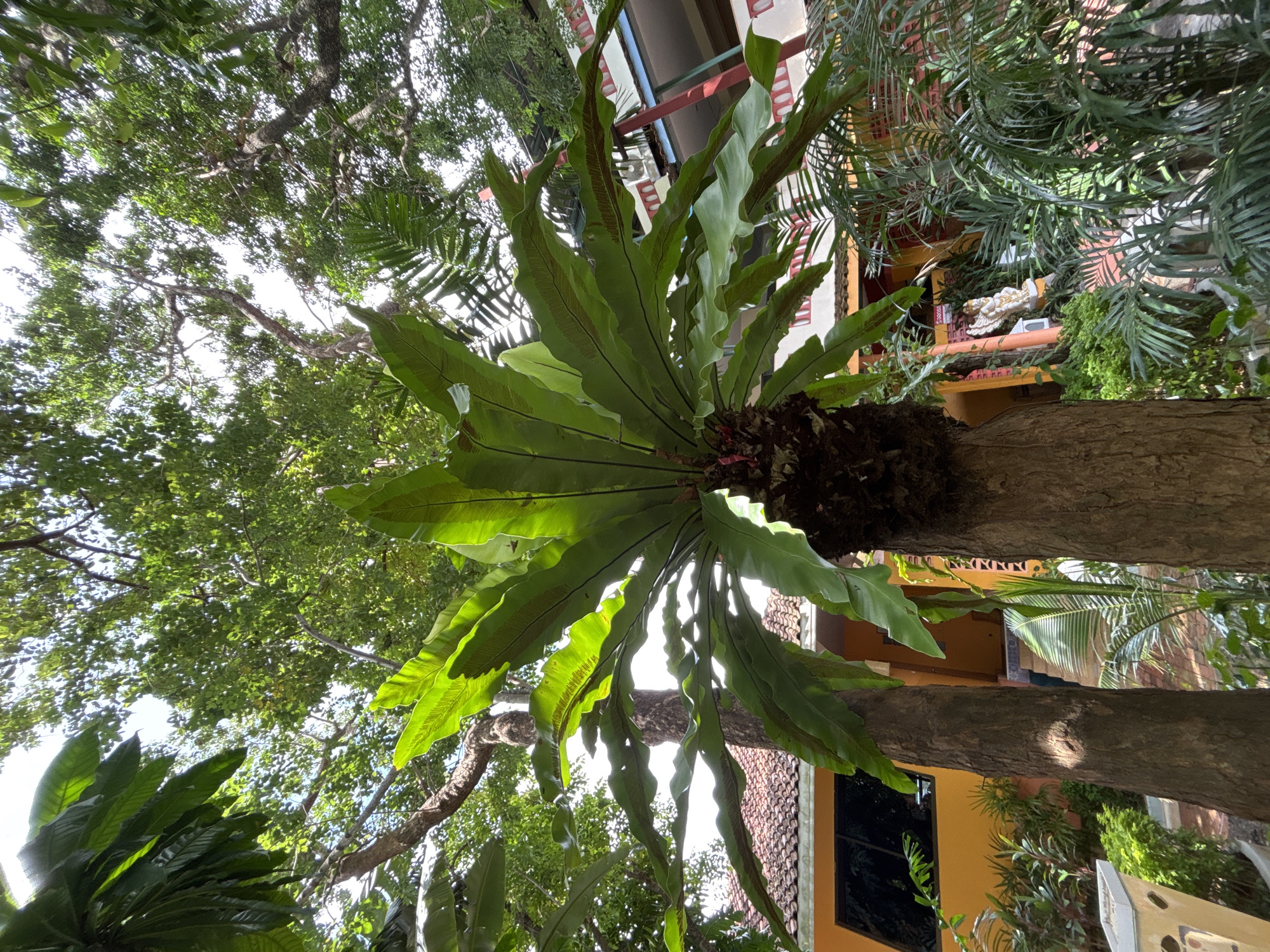 In Chalong, Thailand, an epiphyte plant, likely a bird's nest fern, grows on a tree trunk. The plant has large, bright green fronds that are backlit by the sun, creating a translucent effect. The background shows a building with a yellow facade, orange tiled roof, and white and red decorative elements on the upper story. Lush green foliage surrounds the scene, with other trees and plants visible. A white statue of a figure, possibly a deity, stands on a pedestal near the building. The overall environment appears to be outdoors, in a tropical setting.