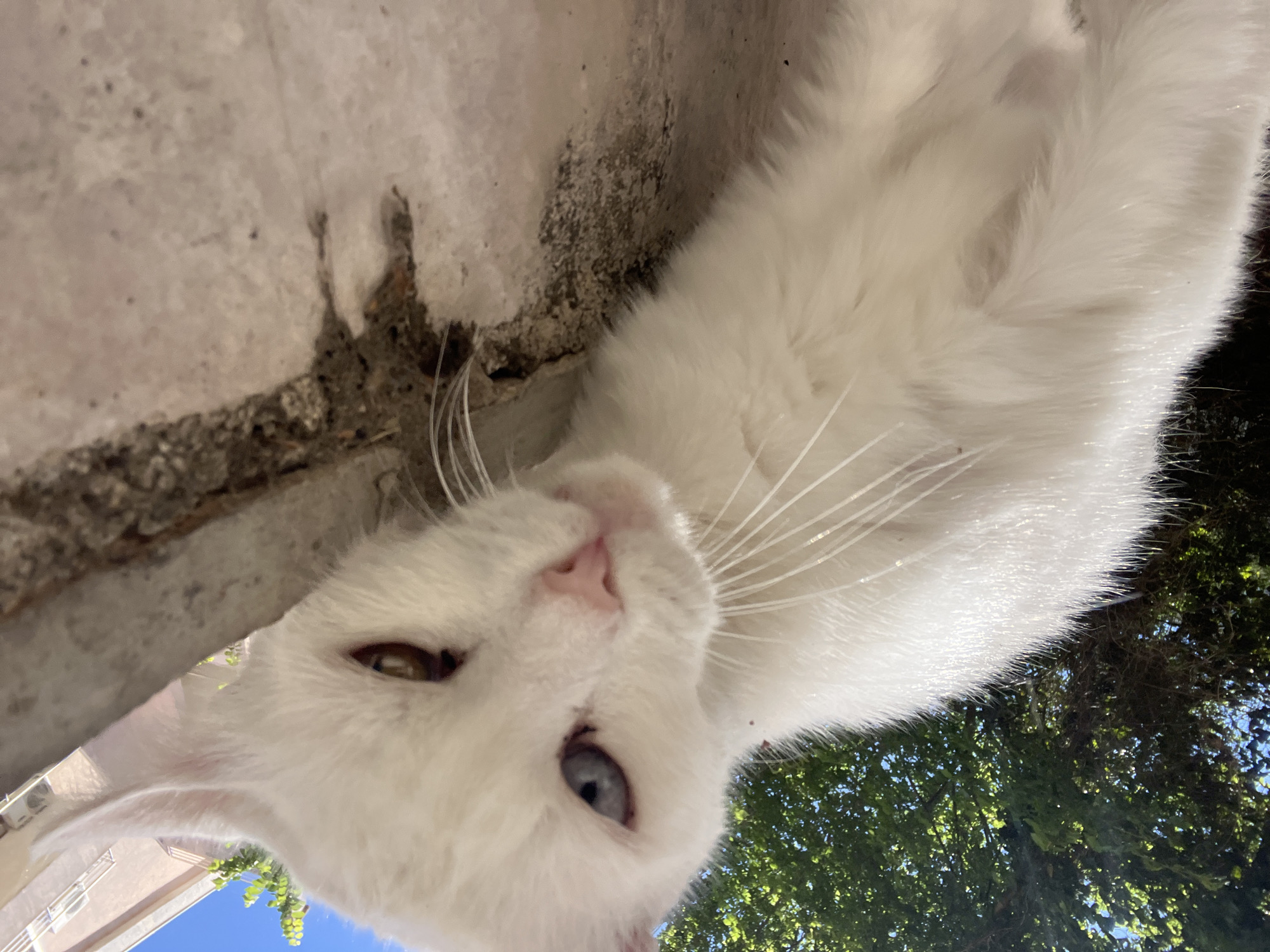 A close-up, low-angle, rotated view captures a white cat lying on or near a concrete ledge. The cat has heterochromia iridum, with one blue eye and one green eye. Part of a light-colored building with what appears to be air conditioning units is visible in the lower left. Behind the cat are trees with green foliage, and glimpses of blue sky are visible through the trees. The location is likely Budva, Montenegro based on the architectural style of the building and the surrounding environment.