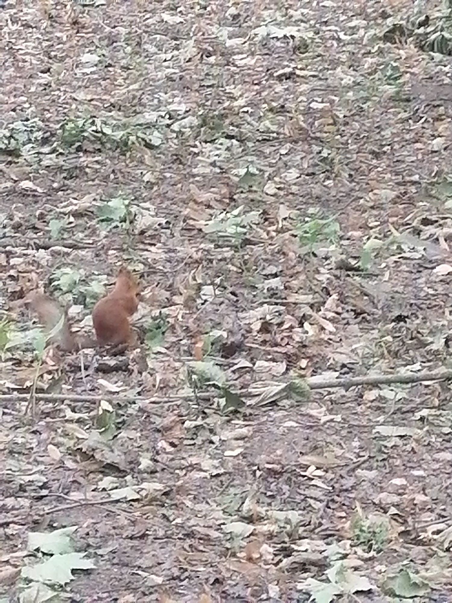 In Moscow, Russia, a reddish-brown squirrel is visible in the center of the frame, sitting upright on a ground covered with fallen leaves and twigs. The squirrel is facing away from the viewer, with its tail curled over its back. Its body is small and its fur appears to be a uniform reddish-brown. There is another squirrel, partially visible to the left of the main subject, also appearing to be reddish-brown. The surrounding environment is a forest floor, with a thick layer of dry, brown leaves interspersed with occasional green foliage and thin branches. The lighting is diffused, suggesting an overcast day.