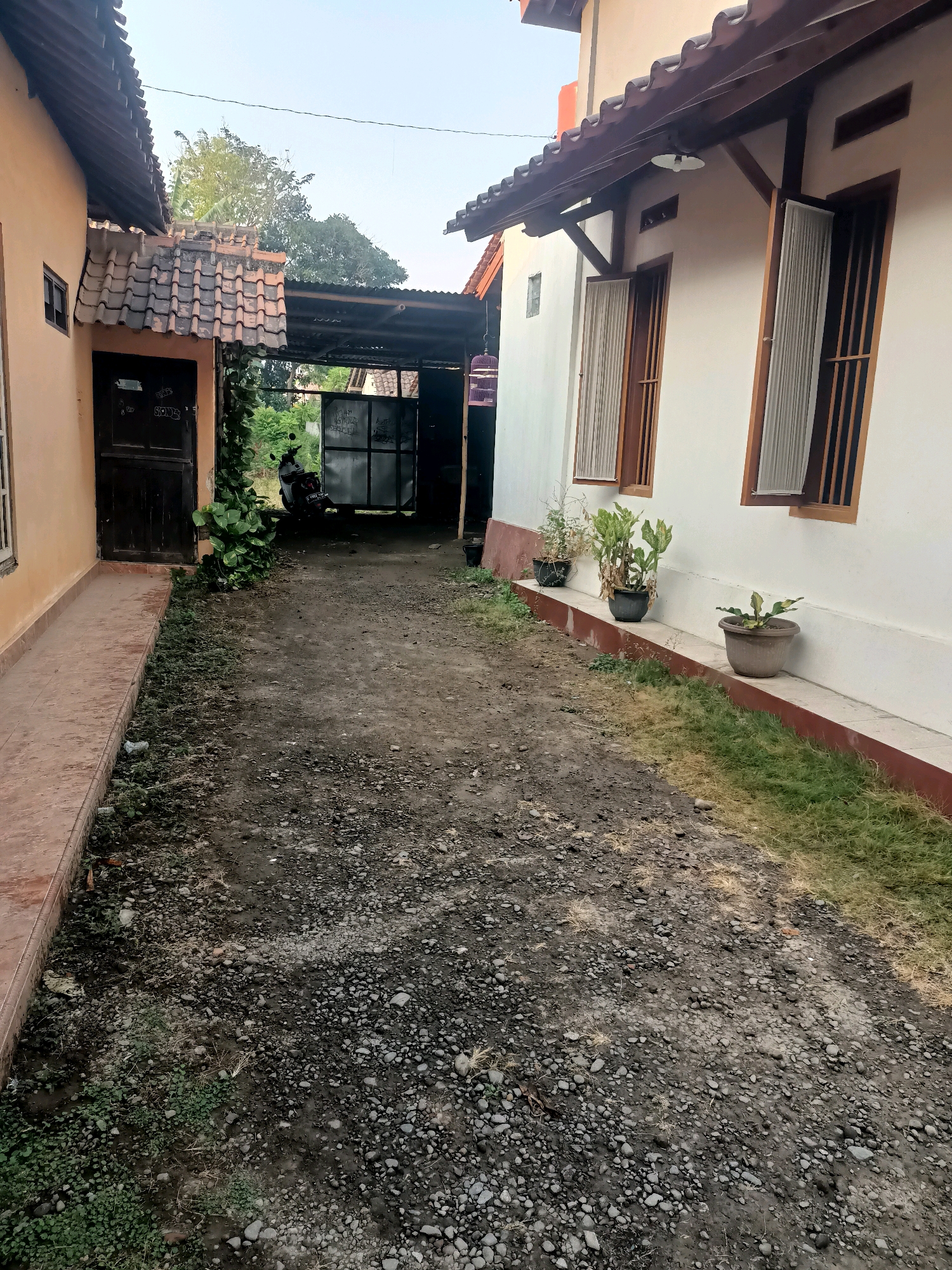 The image depicts a narrow, unpaved pathway between two buildings, likely a residential area in Tembok Luwung, Indonesia. The pathway is covered with gravel and dirt, with patches of sparse green and dry grass along the sides. To the left, a single-story building with a beige facade and a tiled roof is visible. It has a dark wooden door and a narrow, tiled walkway leading up to it. To the right, a white building with a red-brown trim along the bottom features a tiled roof and multiple windows with wooden frames and sheer white curtains. Three potted plants are placed along the base of this building. In the background, a covered area with a corrugated metal roof is situated between the two buildings, with a metal gate and a parked motorcycle visible. Trees and foliage can be seen beyond this area, under a clear sky.