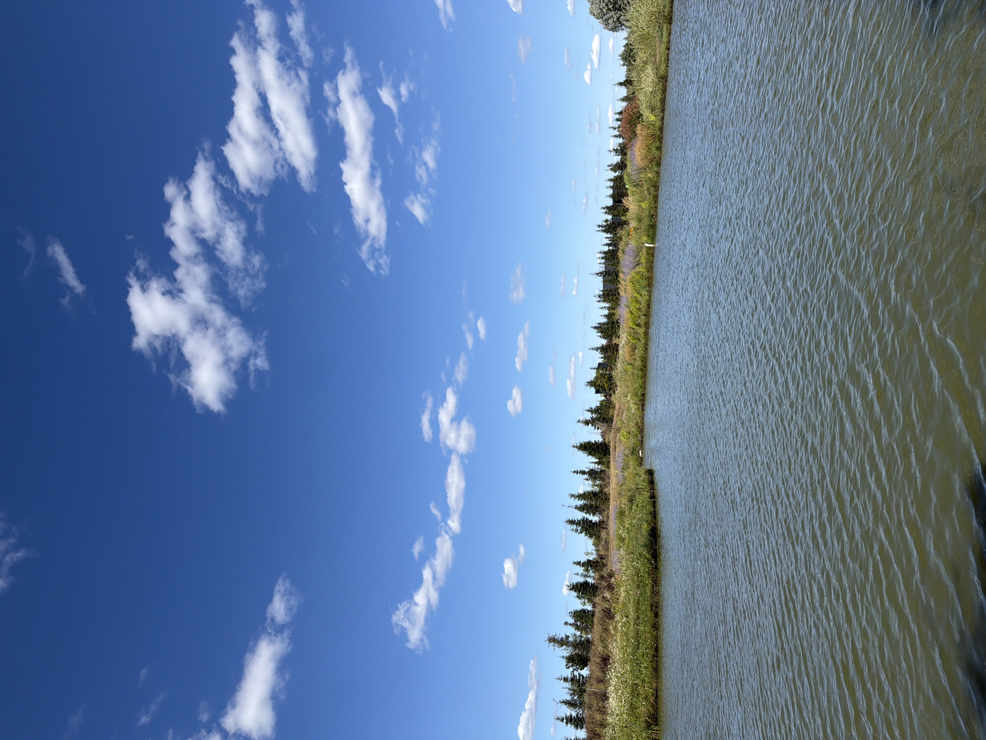 This is a vertical, eye-level, full shot of a body of water with a lush, green shoreline and a bright blue sky with scattered white clouds. The water is calm with small ripples. The shoreline is covered in a variety of green grass, tall reeds, and small flowering plants in shades of white and purple. A line of coniferous trees stands behind the shoreline, forming a dark green border against the sky. The sky is a vibrant blue with several fluffy white clouds dispersed throughout. The location is the city of Severynivka, Ukraine. There are no people or animals visible in the image. The scene depicts a tranquil natural landscape under a clear, sunny sky.