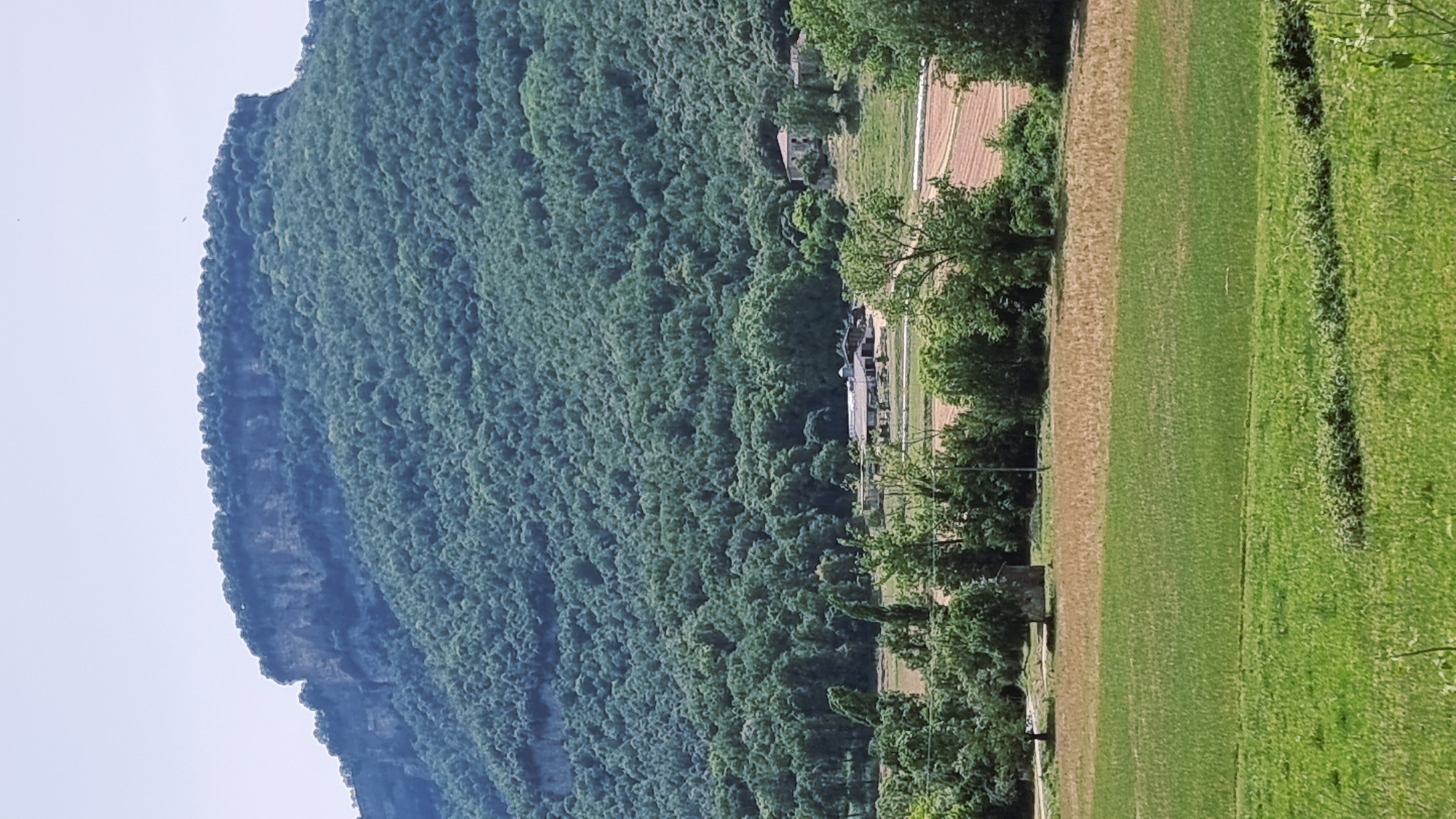This is a vertical, eye-level, medium shot of a rural landscape dominated by a large, densely forested mountain. The mountain's summit is flat and exhibits a sheer rock face on the left side, gradually receding into dense green foliage. The slope of the mountain is covered in trees of varying shades of green, creating a textured appearance. In the mid-ground, nestled amongst the trees, are several buildings that appear to be part of a rural settlement or farm. These structures are light-colored and some have visible roofs. The foreground consists of cultivated fields, with a distinct division between a lush green grassy area and a section of drier, brownish earth, possibly a harvested field or awaiting planting. Scattered trees are present throughout the mid-ground and foreground, some with bare trunks and others with full canopies. The sky is a pale, clear blue. The scene is located in La Vall d'en Bas, Spain, a municipality characterized by its natural beauty and agricultural lands. There are no people visible in the image.