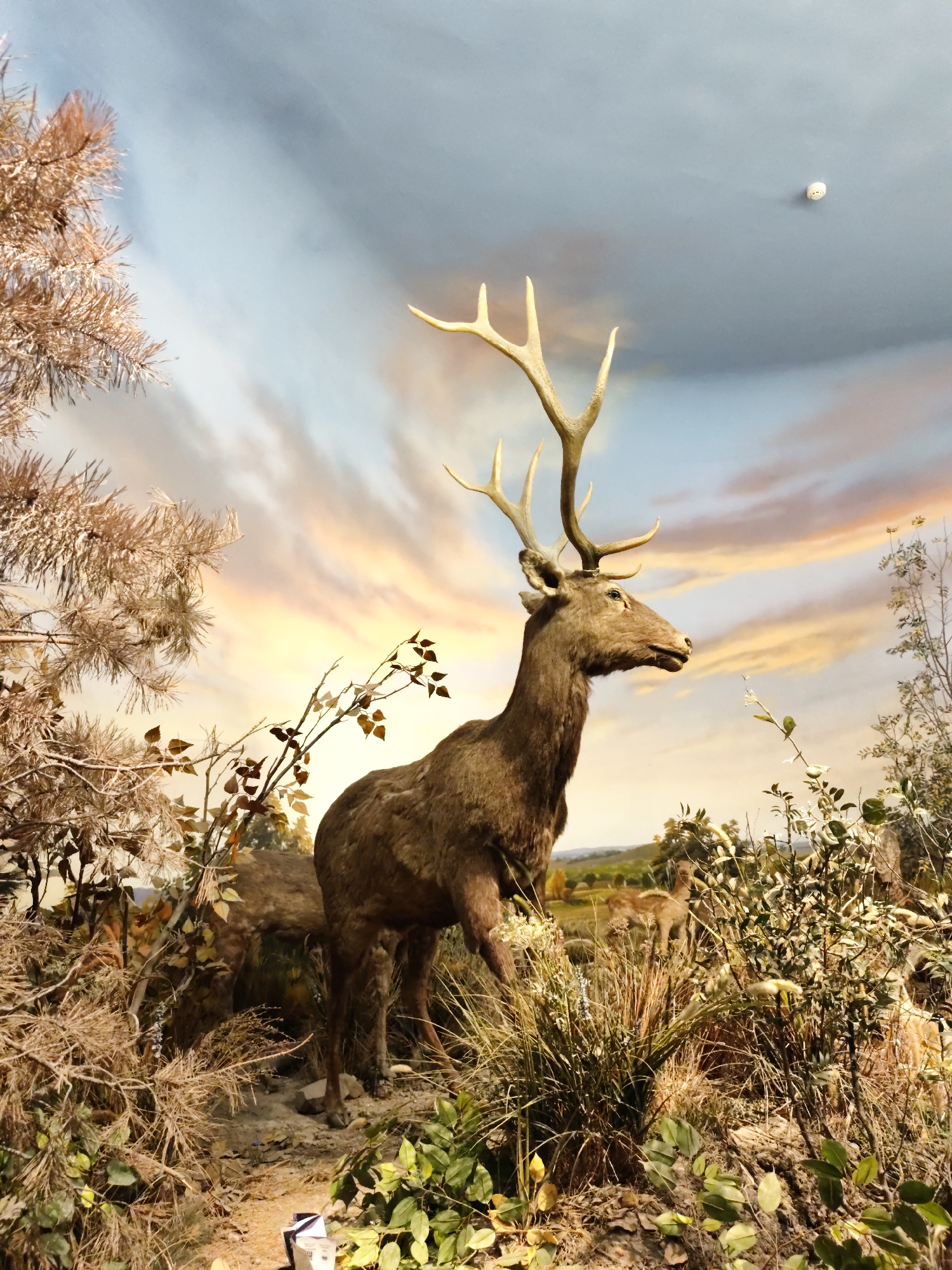 The image depicts a diorama of a wild scene with a taxidermied deer as the central subject. The deer is standing in a naturalistic setting with dry grasses, fallen leaves, and branches surrounding it. In the background, a painted sky with clouds suggests a sunset or sunrise, and a smaller, less distinct taxidermied deer is visible in the distance. The diorama is lit from above, and a small white smoke detector is visible on the ceiling in the upper right portion of the frame. There are no people or animals actively interacting. The overall scene is static and representative of a natural environment. This scene is located in the Longfeng District of China.