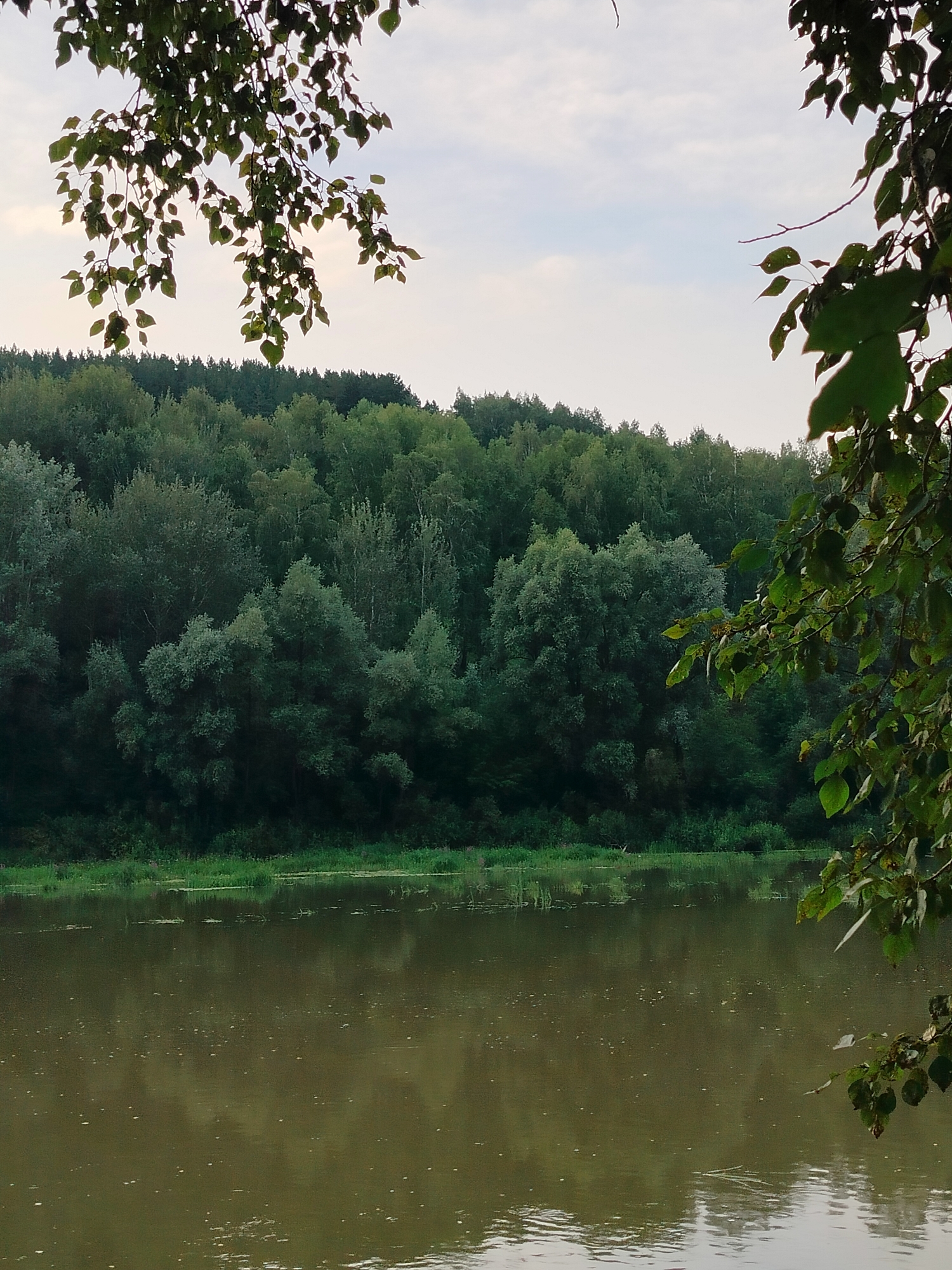 This is a photograph of a wide, calm river with murky green water. The riverbank opposite the viewer is lined with a dense forest of various green trees. The sky above is overcast with pale grey clouds. In the foreground, a tree branch with green leaves hangs down from the top of the frame, partially obscuring the view. The scene appears to be natural and undeveloped. Without further information or context, the specific location within Novosibirsk, Russia cannot be determined from the image alone.