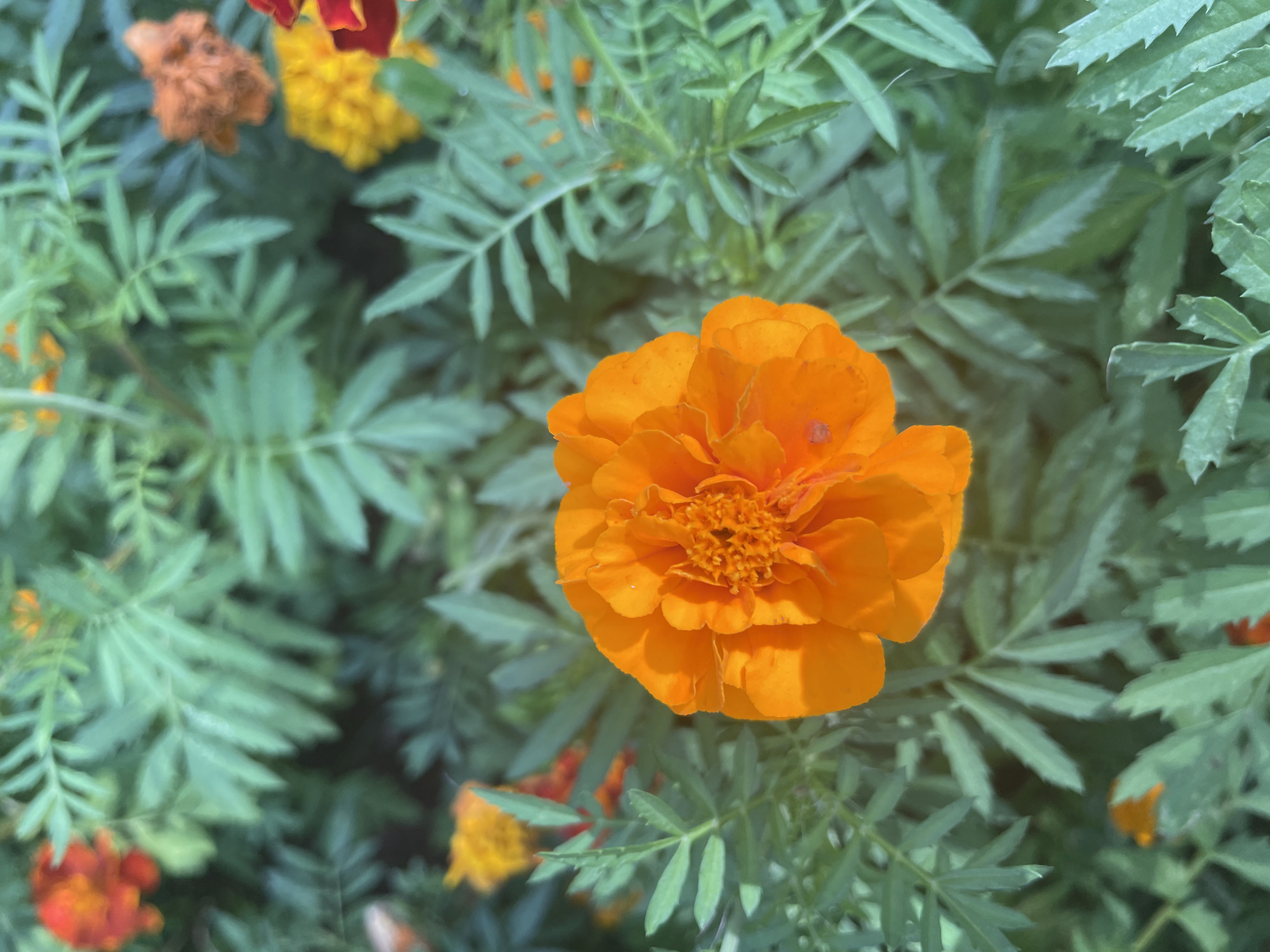 The image is a close-up, overhead shot of an orange marigold flower in full bloom. The flower has many tightly packed petals and is centered in the frame. Surrounding the main flower are green, feathery leaves, also characteristic of marigolds. In the background, out of focus, are other marigold flowers in various stages of bloom, appearing in shades of orange, yellow, and red. The lighting suggests it is daytime, with soft shadows indicating diffused sunlight. There is no indication of people, actions, or interactions. The scene depicts a garden or floral arrangement. There is no information in the image to suggest a location in Surgut, Russia.