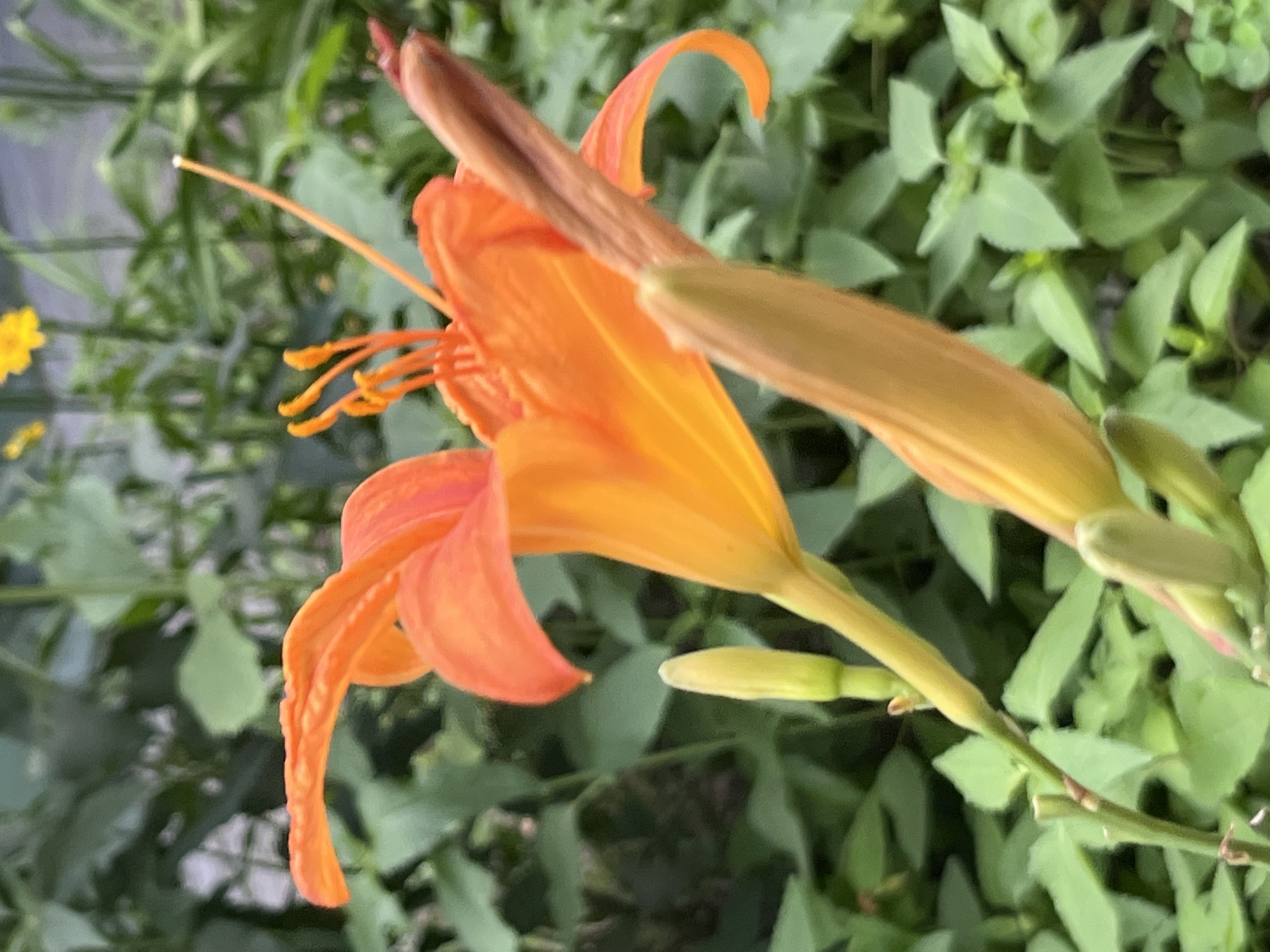 This media file is a close-up, slightly tilted shot of an orange daylily flower in bloom. The flower is the primary subject, with its vibrant orange petals unfurling. Visible stamens with yellow tips extend from the center of the flower. In the background, a cluster of green leaves forms a soft bokeh, suggesting a garden setting. To the left of the daylily, a small, out-of-focus yellow flower can be seen, adding a hint of contrasting color. The lighting appears to be natural daylight, with no strong shadows, indicating it was likely taken during the day. There are also several unopened buds of the daylily visible, suggesting the plant is in the process of blooming. The image quality is slightly soft, but details of the flower's texture and the surrounding foliage are discernible. The location context is Dnipro, Ukraine, which implies the shot was taken outdoors in that region. There is no visible text in the image. The overall mood is serene and natural, focusing on the beauty of the flower.