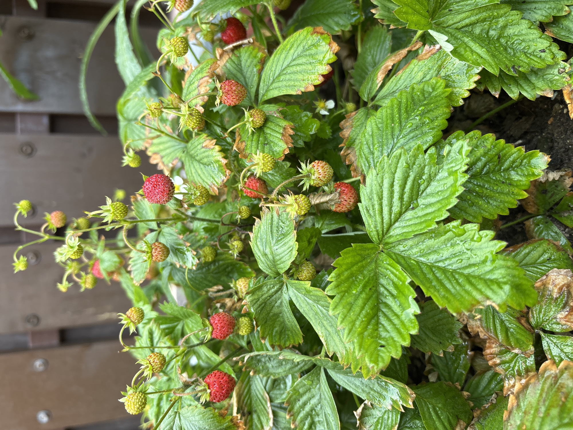 This media file features a close-up, overhead view of a strawberry plant with several small, red strawberries and many green, unripe ones. The plant has vibrant green leaves, some of which are slightly damaged with brown edges, possibly indicating natural aging or stress. Water droplets are visible on the leaves, suggesting recent rain or dew. The background is blurred, but hints of a wooden surface, possibly a fence or deck railing, are present on the left side. The setting appears to be outdoors, given the presence of the plant and the natural lighting. The image captures the organic growth and ripening process of the strawberries. No people are visible, and no text is present. The overall impression is one of a natural, possibly garden or wild, environment. The time of day and specific location cues are not strongly evident beyond it being daytime and outdoors.