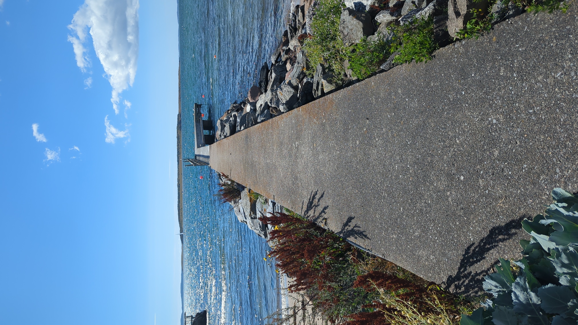A concrete pathway leads towards a wooden dock on the water. The pathway is bordered on the left by a sandy shore with some dry, reddish vegetation and on the right by a rocky embankment with sparse green plants. The water is blue and choppy, reflecting the sunlight. A distant island is visible across the water. The sky is a bright blue with a few scattered white clouds. Several orange buoys are floating in the water near the dock. In the foreground, large green leafy plants are visible. A sailboat can be seen in the distance on the left side of the image. The scene appears to be located in Larkollen, Norway, a coastal area known for its rocky shores and islands.