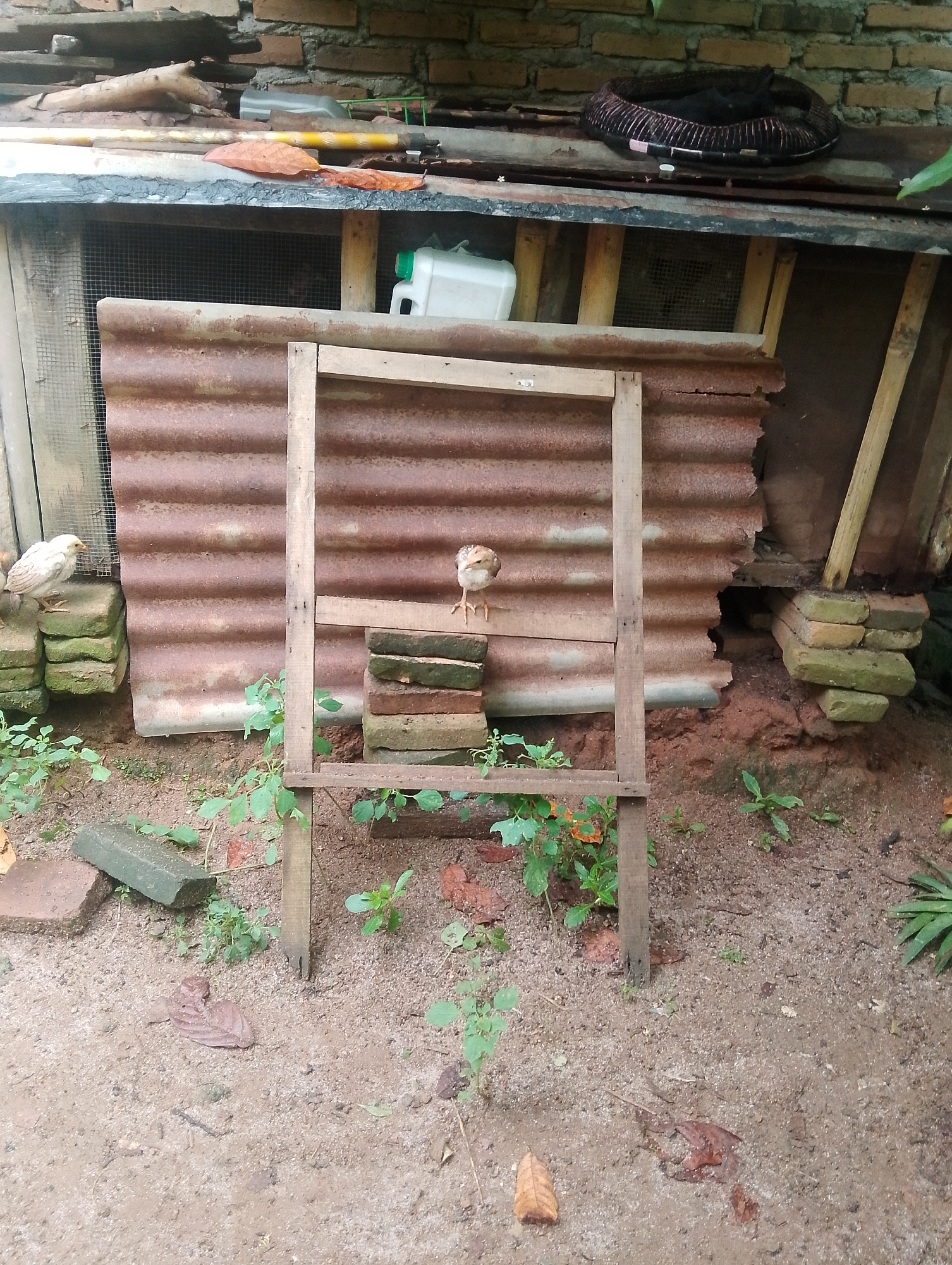 In an outdoor, rural setting in Serbelawan, Indonesia, a wooden frame stands centrally, supported by two vertical posts. Two chicks are visible: one is on the left, perched on a stack of moss-covered bricks, and the other is positioned within the wooden frame, standing on a stack of bricks. The background features corrugated metal sheeting, a brick wall, and vegetation, suggesting a somewhat dilapidated or rustic enclosure, possibly a chicken coop. The ground is composed of soil and scattered debris, including fallen leaves.