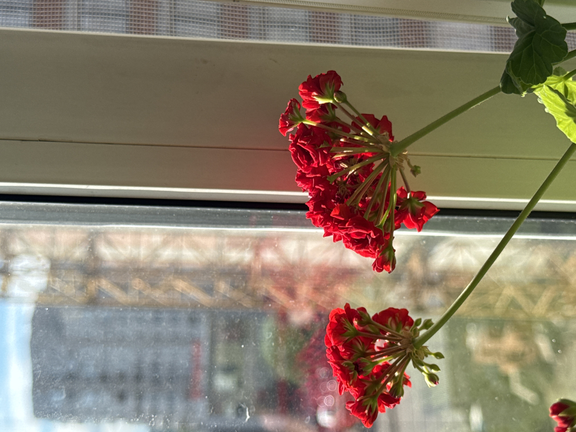 The image captures a close-up view of vibrant red geranium flowers blooming in pots placed on a windowsill. Through the window, a blurry cityscape is visible, with a tall building and construction cranes suggesting an urban environment. The lighting indicates it is daytime, with sunlight casting shadows and highlighting the delicate petals of the flowers. The windowpane itself appears slightly smudged, adding a touch of realism to the scene. The overall impression is one of domestic tranquility juxtaposed with the bustling activity of a city. This scene could be observed in any urban area, including Ufa, Russia, where such residential buildings and construction sites are common.