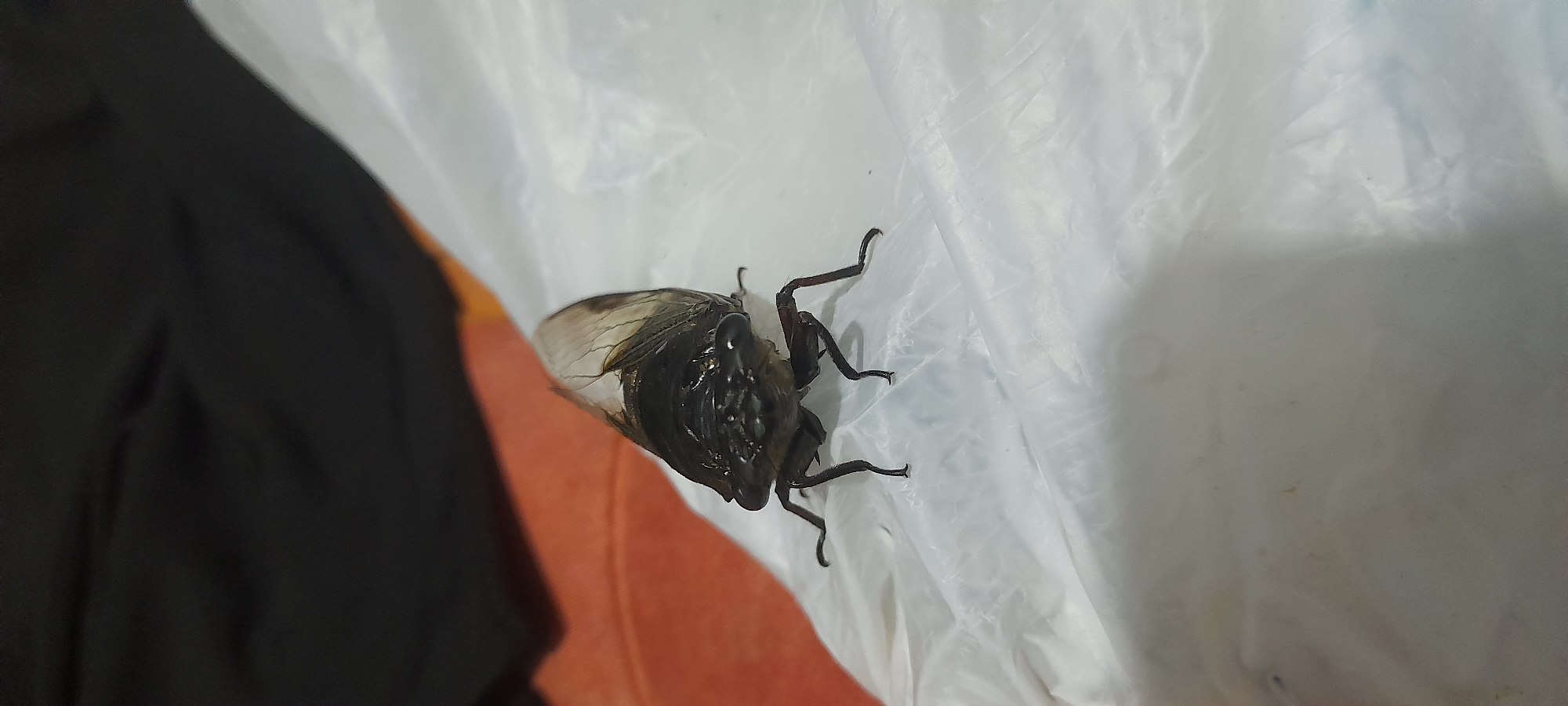 A large, dark-colored insect, possibly a cicada or related species, is positioned on a wrinkled, semi-transparent plastic surface. To the left of the insect is a dark, indistinct area that could be fabric or another object. The background is blurred, but hints of orange and brown tones suggest a surface below the plastic. The insect appears to be still. It is not possible to determine the specific location in Buketteukuh, Indonesia from the image.