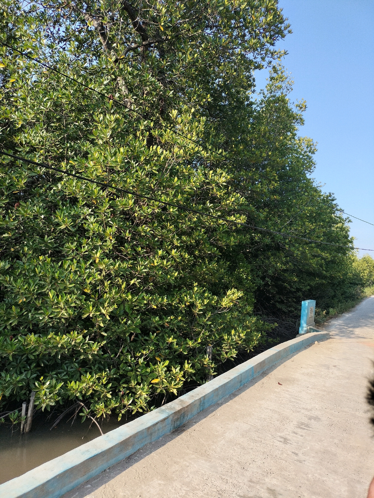 The image depicts a pathway alongside a dense mangrove forest in Bunati, Indonesia. A concrete pathway, bordered by a blue-painted concrete barrier, stretches into the distance. The mangrove trees, characterized by their lush green foliage and exposed root systems, dominate the left side of the frame, with some branches extending over the water. The sky above is a clear, bright blue. A small, blue structure is visible near the pathway's edge. The scene appears to be a natural environment within or adjacent to the city.