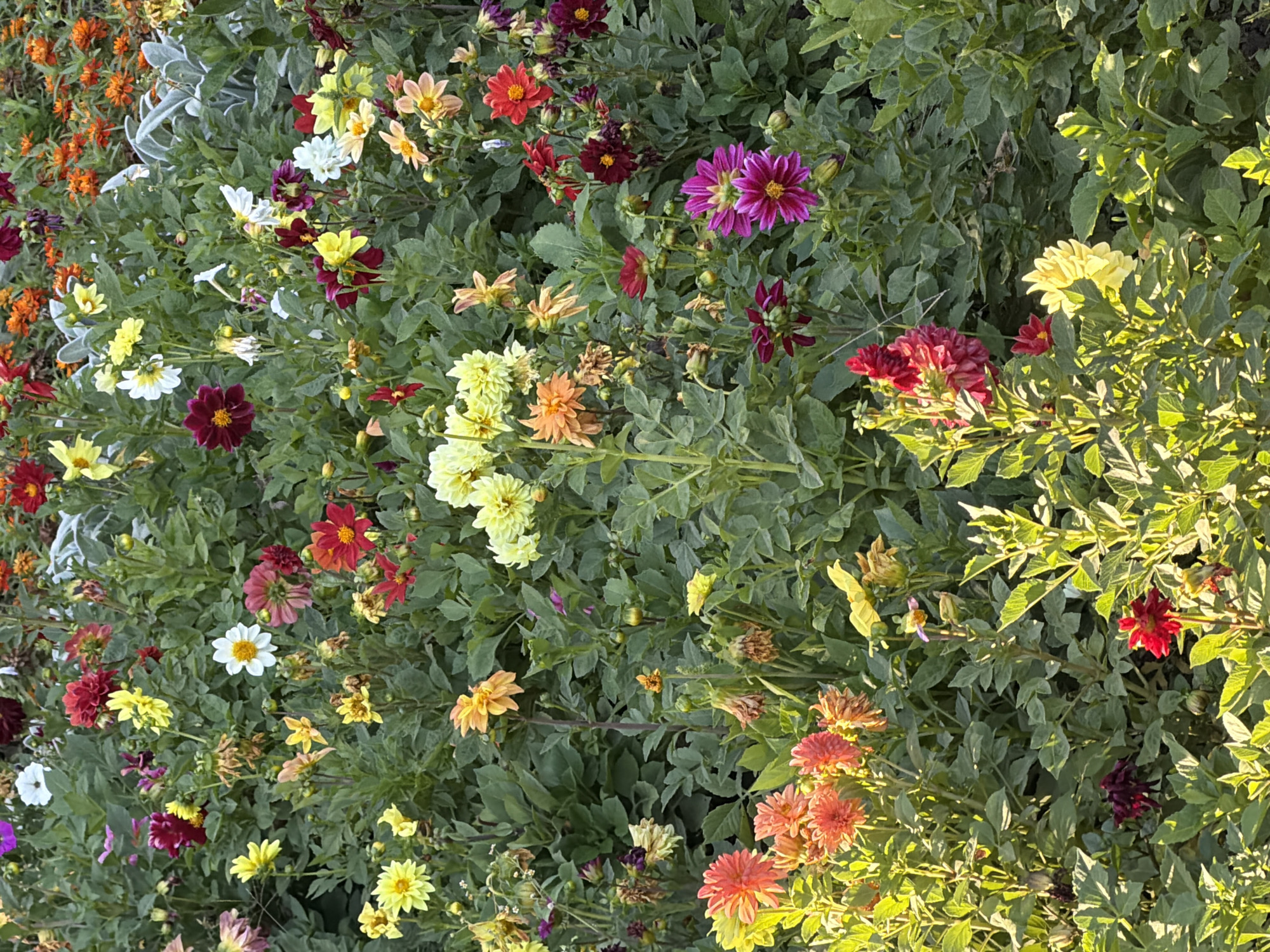 A dense patch of dahlias in various colors blooms under natural sunlight. The flowers display a range of hues including pink, orange, yellow, white, and deep red, with some in various stages of bloom and decay. The greenery of the foliage is lush and full, creating a thick carpet of leaves around the flowers. The scene appears to be an outdoor garden.