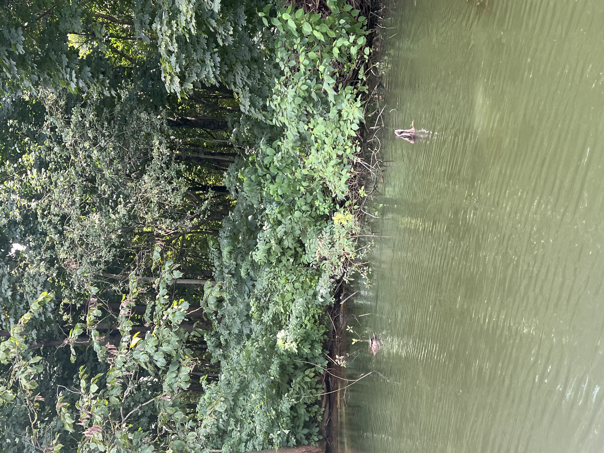 The image depicts a tranquil natural scene, likely a body of water bordered by dense foliage. Two ducks are visible on the murky green water, one further in the distance and the other closer to the foreground. A piece of driftwood with a branch emerging from the water is also present. The background is filled with a lush green forest, with sunlight filtering through the leaves, creating a dappled effect. The water exhibits gentle ripples, indicating a calm environment. The scene suggests a peaceful, undeveloped area, possibly a park or nature reserve.
The provided image does not contain any specific geographical markers or elements that would allow for its identification as being located in the city of Minsk, Belarus.