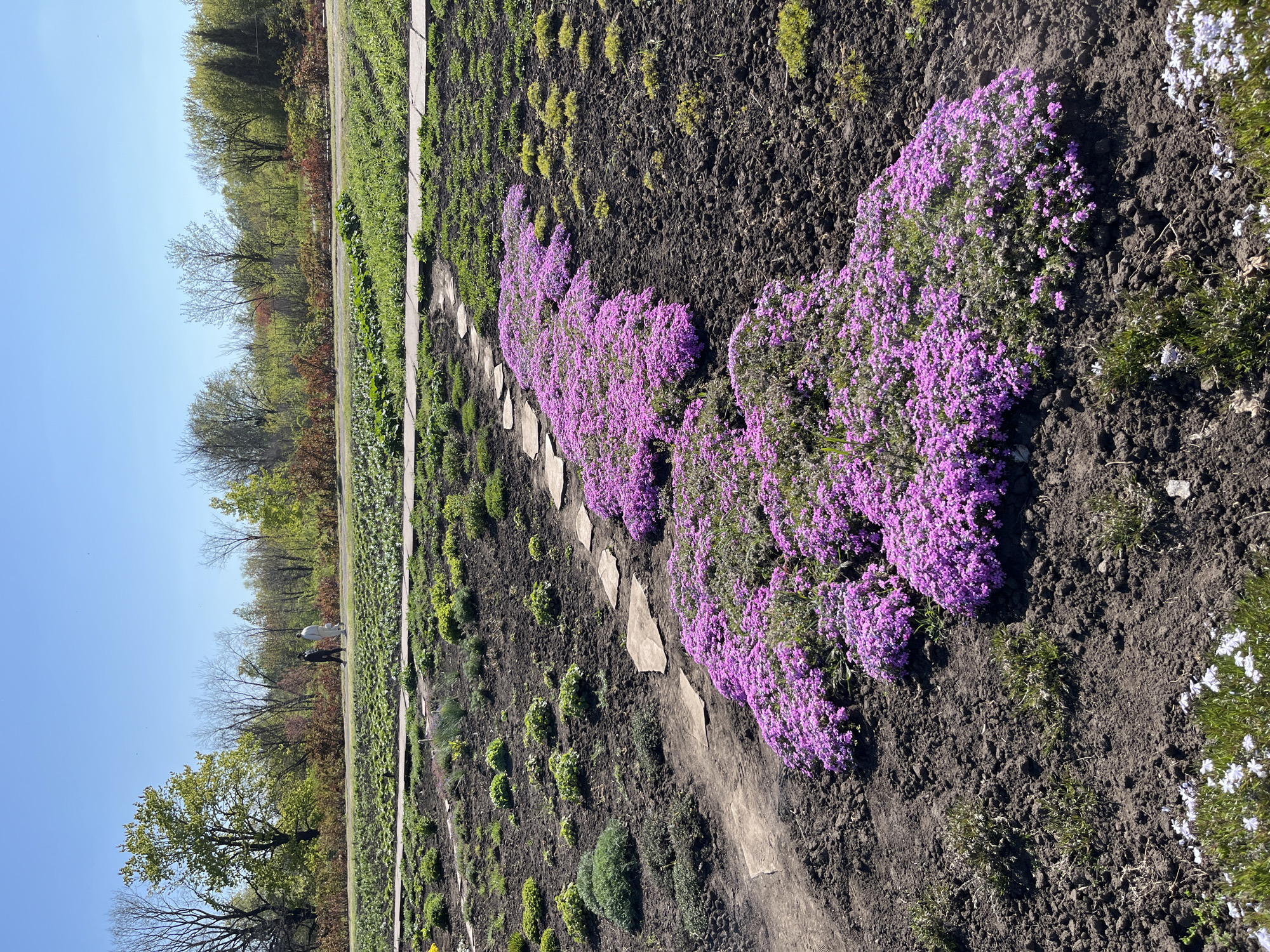 The image shows a view of a garden landscape in Kryvyi Rih, Ukraine. A footpath consisting of irregular stone slabs winds through a garden bed. On one side of the path, there is a vibrant cluster of purple flowers in full bloom, creating a dense carpet of color. The soil around the plants appears dark and rich. On the other side of the path, there is a variety of smaller green plants. In the background, there is a line of trees and other vegetation. The sky is clear and blue, suggesting a sunny day. Two people are walking on the garden's edge.