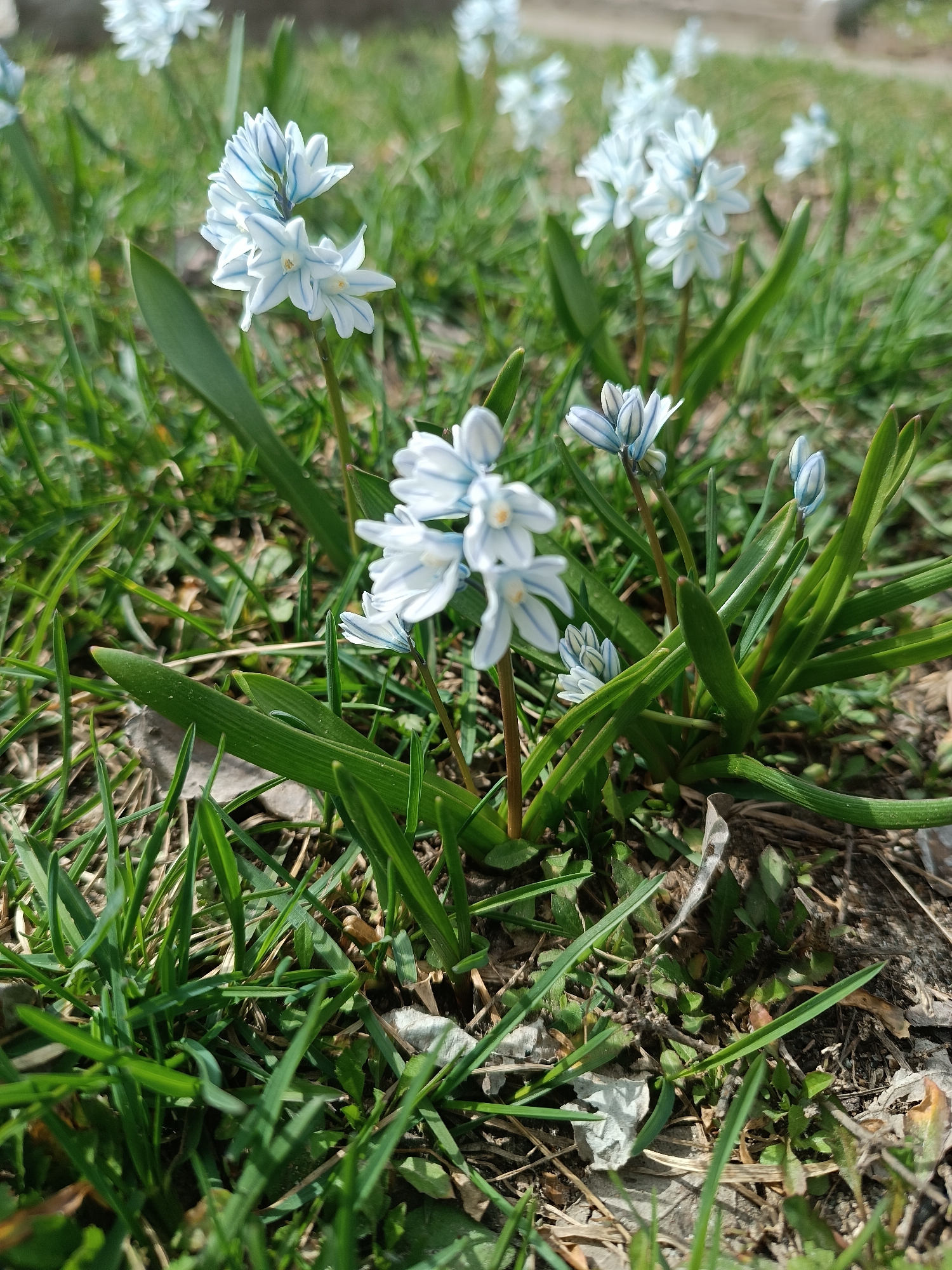 The image depicts a patch of white and blue Scilla luciliae flowers growing in a lawn in the city of Chaikovsky, Russia. The flowers are in various stages of bloom, from closed buds to fully opened stars. The ground is covered with grass and some dead leaves. The focus is on a cluster of flowers in the center of the image. Other flowers can be seen in the background. The image appears to have been taken during the day, judging by the presence of bright sunlight.