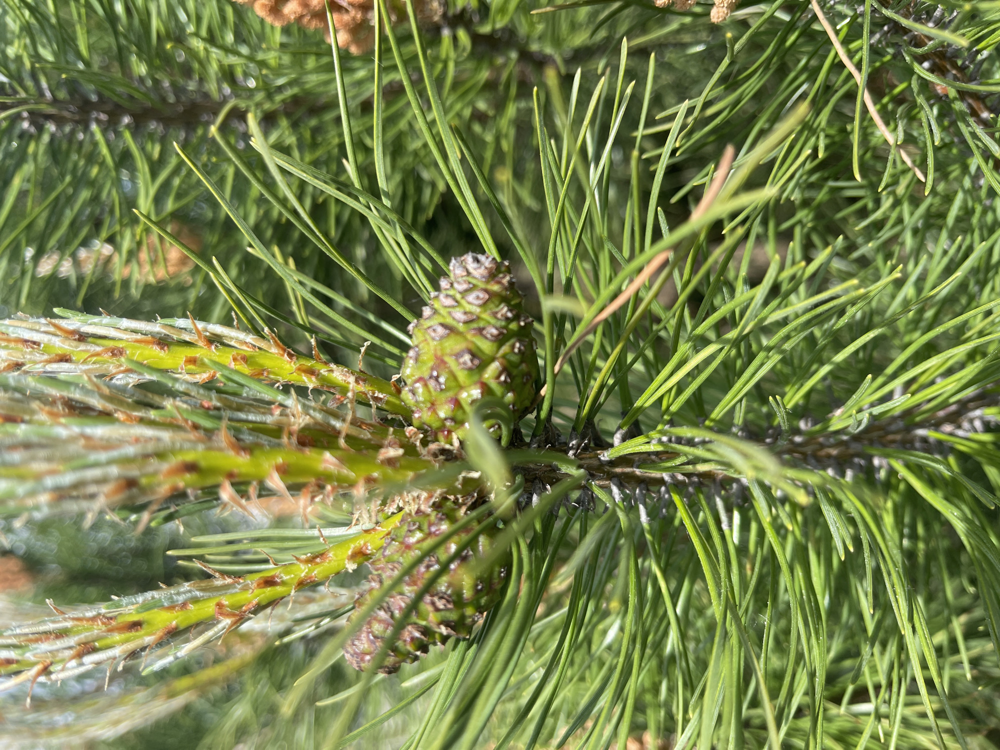 A close-up, high-angle photograph captures a vibrant green pine branch, featuring long, slender needles and two distinct, immature green pine cones. The cones, with their visible, developing scales, are prominently situated on the branch. The branch itself displays newer, lighter green growth, with some older, papery brown structures visible near the needle bases, likely remnants from previous growth cycles or male cones.
The scene is brightly lit by direct sunlight, casting distinct highlights on the needles and cones and suggesting a clear, sunny day. The background is a soft, out-of-focus blur of more green pine needles and branches, indicating a dense coniferous environment like a forest, park, or garden. The fresh green color of the needles and the developing cones suggest the time of year is spring or early summer. There are no people, activities, or visible text in the image.