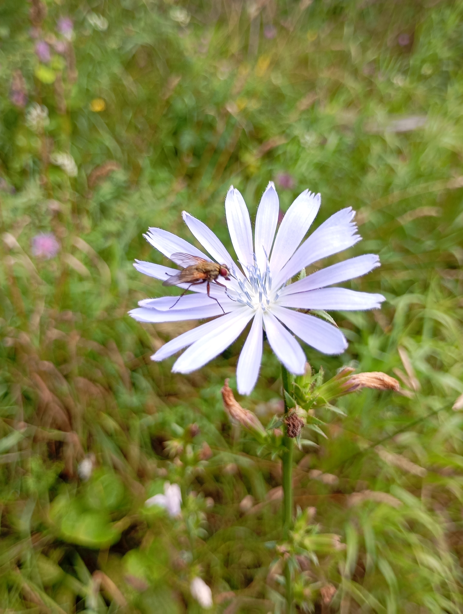 A close-up, eye-level, vertical shot captures a fly resting on a pale purple chicory flower. The fly is positioned centrally on one of the petals, its body angled slightly to the left, with its legs visible. The chicory flower has numerous delicate petals fanning out from the center, which is a lighter shade of blue and contains fine filaments. The flower is in focus, while the background is blurred, displaying a soft bokeh effect of green grass and hints of other wildflowers in varying shades of green, brown, and pink. The scene is set outdoors, in what appears to be a natural environment. There is no indication of any urban setting, buildings, or man-made structures. The image does not provide any information about the city of Rusalevka, Russia, or any activities taking place there.