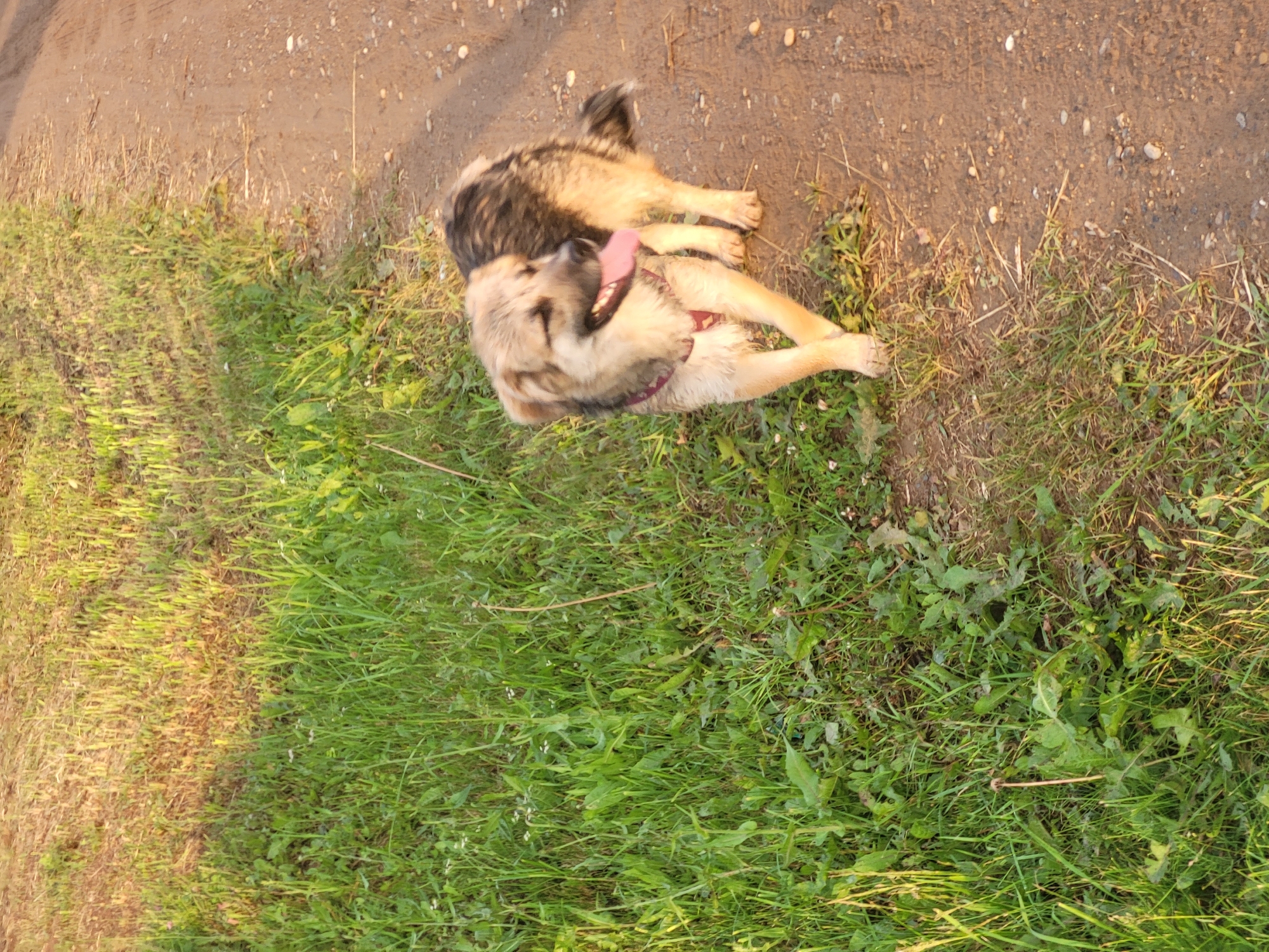 A medium-sized dog with light brown and dark gray fur lies on its back in the grass, panting with its tongue out. The dog is wearing a dark red collar. The scene is outdoors, with the dog positioned between a dirt path and a grassy area. The path is composed of dirt and small pebbles. The grass is green and somewhat overgrown, with some dry, yellowing blades interspersed. The lighting suggests it is either early morning or late afternoon, with the sun casting long shadows and illuminating the scene with a warm glow. The location is identified as Zipunovo, Russia. There is no visible text in the image. The overall impression is one of a relaxed animal enjoying the outdoors.