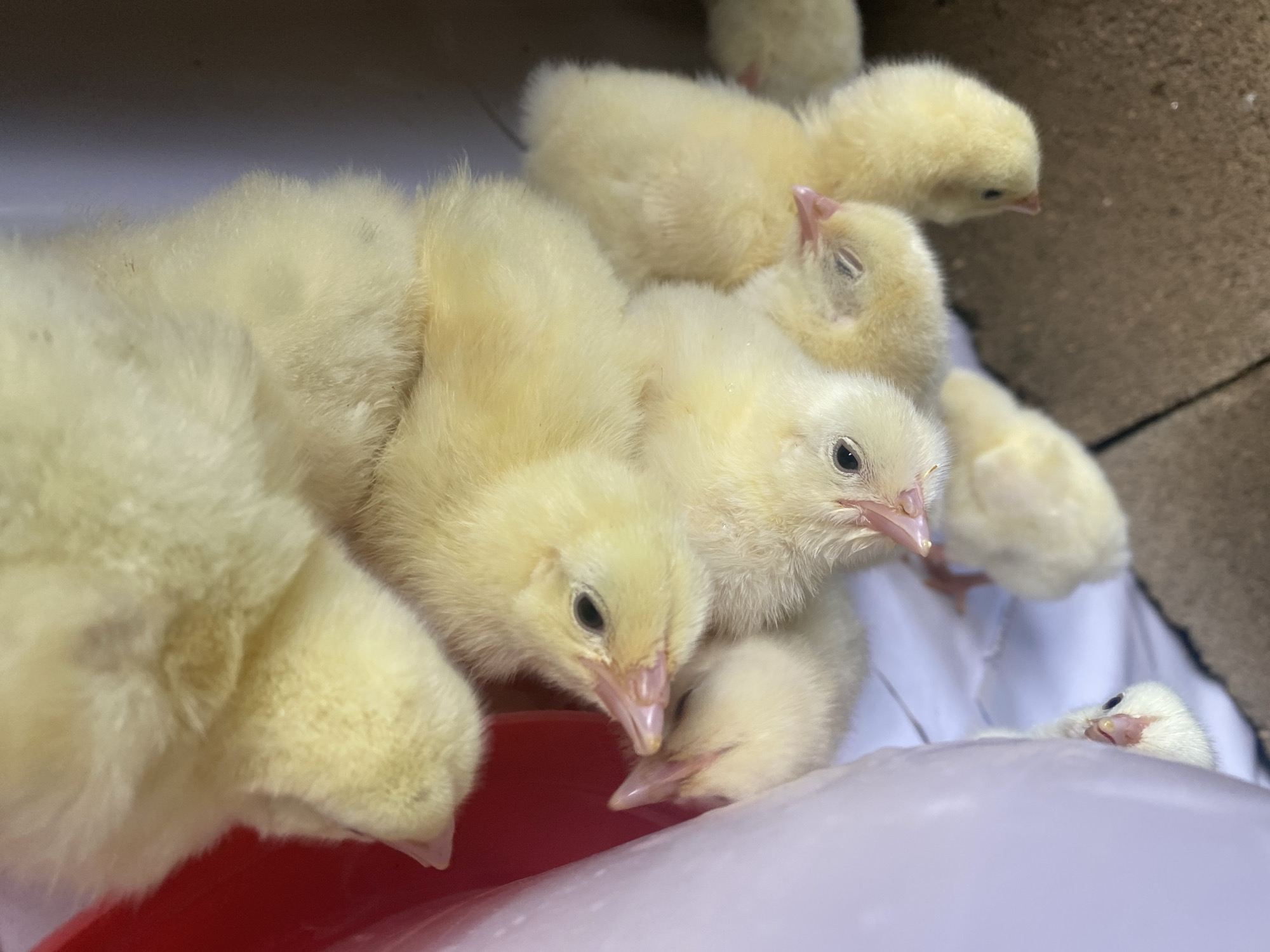 A close-up, high-angle shot captures a cluster of numerous light yellow, fluffy baby chicks in an indoor setting in Maigizo, Nigeria. The chicks, likely newly hatched or very young, exhibit soft down feathers, small dark eyes, and delicate pinkish beaks. They are huddled closely together, creating a sense of warmth and companionship.
In the foreground and central-left, several chicks are gathered around a vibrant red bowl, which appears to be a feeder or waterer. Many have their beaks lowered towards or into the container, indicating they are either feeding or drinking. Other chicks are resting or nestled among their siblings, with some displaying closed eyes, suggesting sleepiness or contentment. One chick in the mid-ground is looking directly at the camera.
The immediate surface beneath the chicks is a smooth, light-colored material, possibly white or light purple plastic or fabric, providing a clean ground. The background consists of a darker, textured material, resembling concrete blocks or a rough wall, indicating a simple, functional enclosure typical of a brooder or pen. Another small chick is visible in the upper right background. The scene suggests early-stage poultry farming. No text is visible in the image.