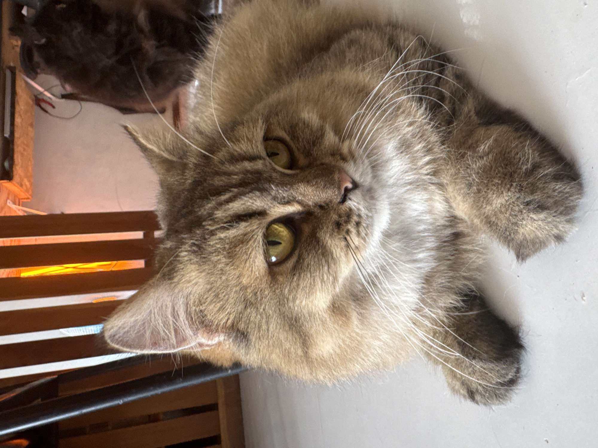A medium-shot, eye-level, indoor photograph shows a long-haired, brown tabby cat lying on a white tiled floor. The cat is facing to the right of the frame, with its head tilted slightly. Its eyes are a bright yellow-green. The background is out of focus but appears to be an indoor setting with wooden furniture and possibly another animal partially visible in the far right. The lighting is warm and orange, suggesting it is artificial light or sunlight coming through a window. The cat's fur is detailed with stripes of brown, black, and tan, with a white chest and muzzle. Its whiskers are long and white. The cat's paws are resting in front of it, with its front right paw slightly extended. The overall impression is one of a relaxed and comfortable animal in a home environment.