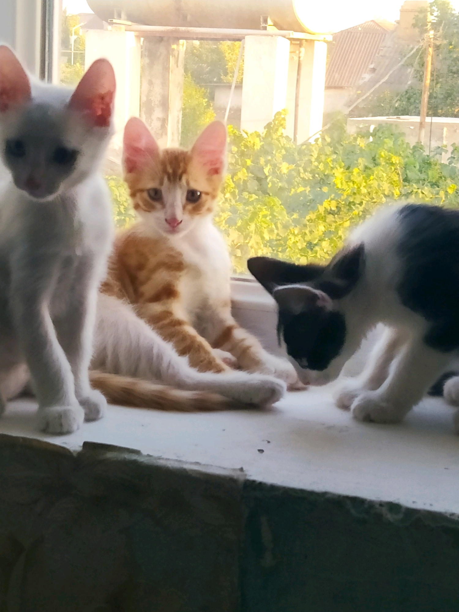Three kittens are visible on a windowsill. On the left, a white kitten with pink ears faces forward. In the center, an orange and white tabby kitten sits facing forward. On the right, a black and white kitten is bent down, appearing to sniff or play with something on the windowsill. The background shows greenery and buildings, suggestive of an outdoor urban environment. The overall lighting indicates it is daytime, possibly late afternoon. This scene is located in Khazar Raion, Azerbaijan.