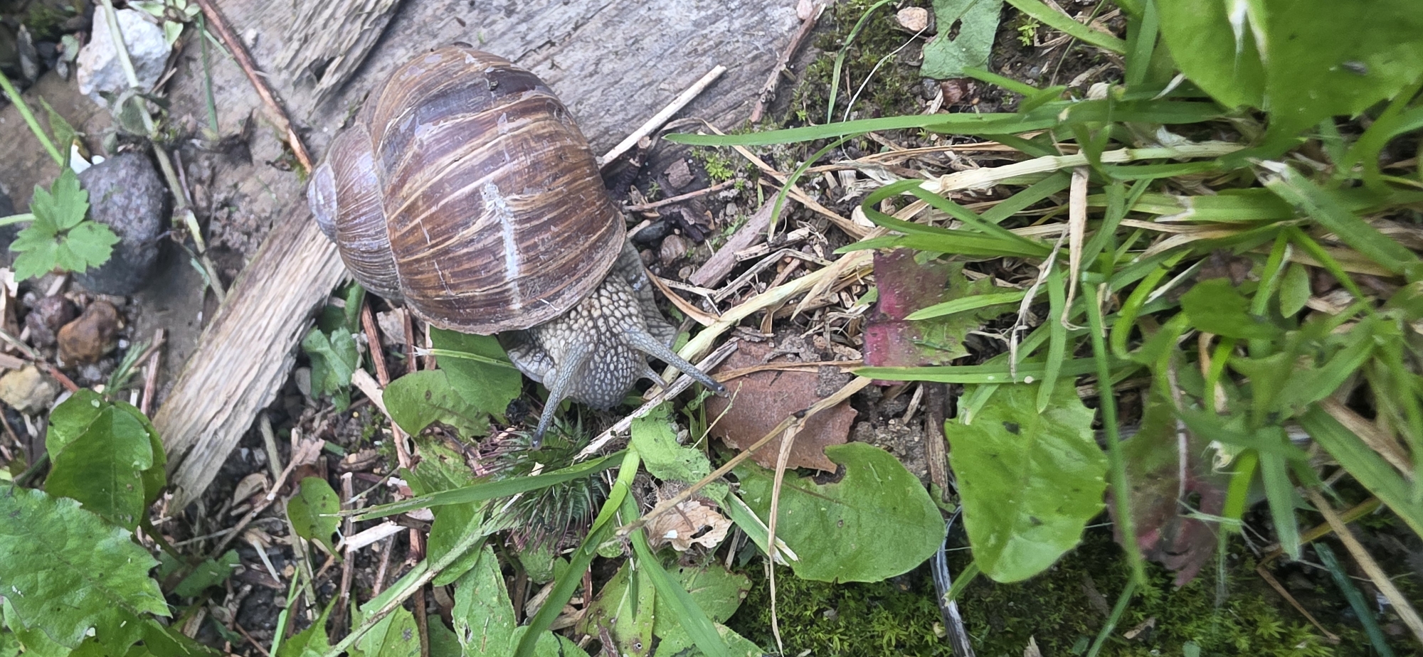 A snail is partially visible amidst grass, leaves, and debris, including a piece of weathered wood. The snail's shell is brown and spiral-shaped, and its head and tentacles are extended. The environment appears to be outdoors, likely in a garden or natural area. The provided coordinates indicate this scene is located in Golitsyno, Russia.