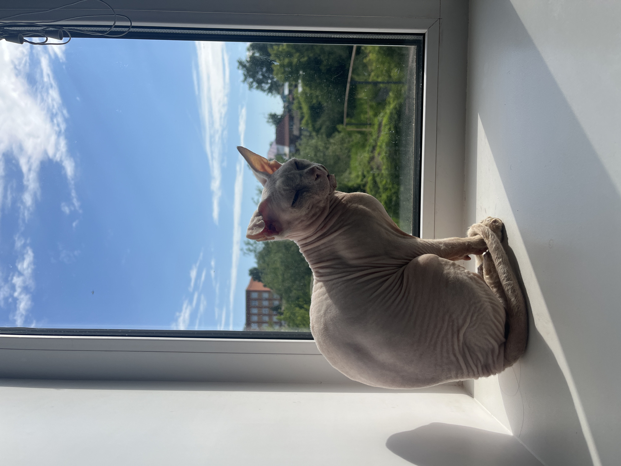 A hairless cat sits on a windowsill, looking out at a blue sky with scattered clouds. The cat is light pink with wrinkled skin and large ears. Outside the window, there is greenery, trees, and some buildings in the distance. The sun is casting a shadow of the cat on the white windowsill.