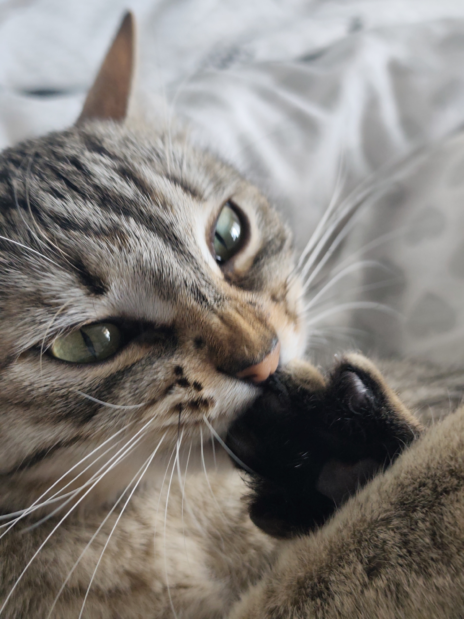 A close-up of a tabby cat is presented on a gray and white patterned surface. The cat is captured from a low angle, showing its striped fur, green eyes, and white whiskers. The cat's front paw is near its mouth. There are no discernible elements in the image to associate it with the city of Chaikovsky, Russia.