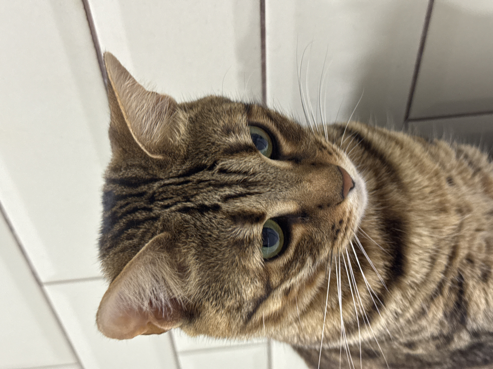 The image shows a close-up, high-angle view of a brown tabby cat. The cat has green eyes and a striped coat. The background is a white tiled wall.
There is no information available to suggest a location in the city of Votkinsk, Russia.