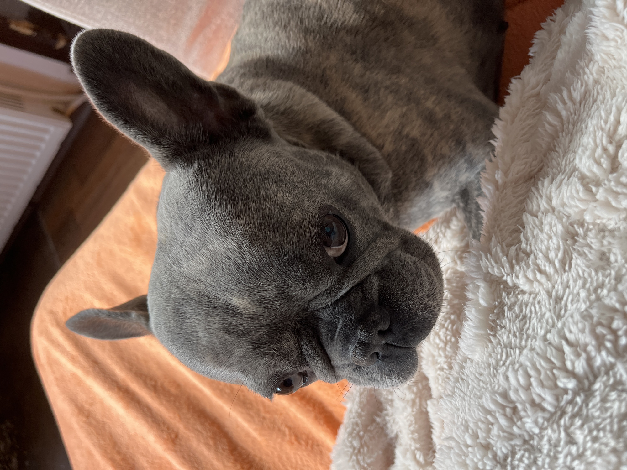 A close-up, high-angle shot captures a French Bulldog lying down on two different blankets. The dog, predominantly grey with subtle brindle markings, occupies the left and central portion of the frame. Its head is slightly tilted, and it looks directly at the viewer with dark, reflective eyes. Its prominent, bat-like ears are erect.
The dog's head rests on an orange or peach-colored blanket with a smooth, soft texture. To the right of the dog's face and body, a fluffy, white blanket is visible, providing a contrasting texture. The dog's snout and part of its jaw are visible against the white blanket.
In the upper left background, blurred elements suggest an indoor setting, possibly showing part of a radiator or furniture. The lighting appears natural and bright, indicating it is likely daytime indoors. The dog's expression is calm and attentive, suggesting it is either resting comfortably or observing its surroundings. No text is visible in the image.