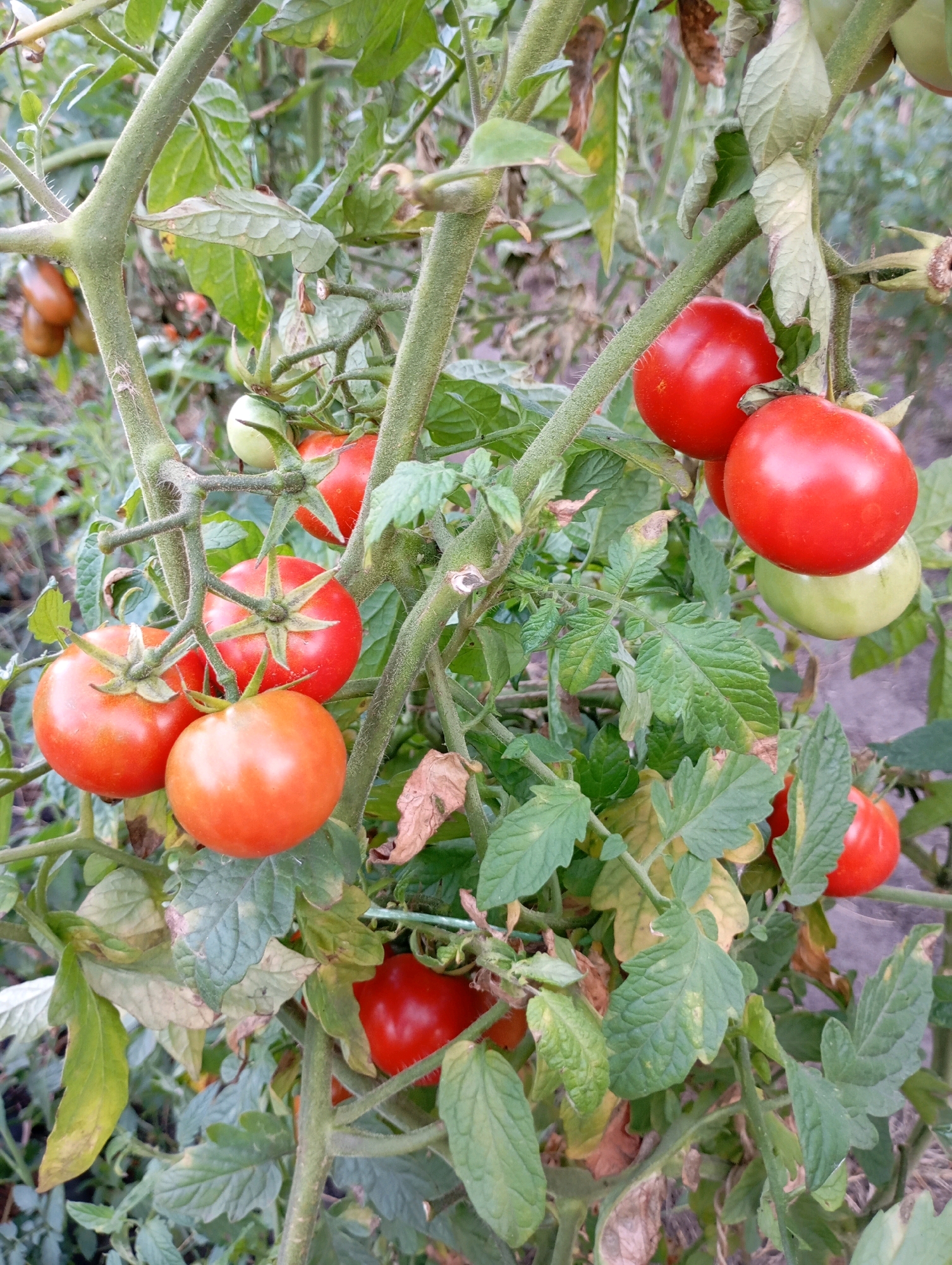 The image displays a close-up view of a tomato plant laden with ripening fruit. Several tomatoes are visible, ranging in color from bright red to a lighter orange-red, and some are still green. The tomatoes are clustered on thin branches, supported by the main stem of the plant, which is thick and fuzzy. Lush green leaves, some showing signs of yellowing and browning, surround the fruit. The background is a blur of green foliage and hints of gray earth or ground. The scene appears to be an outdoor garden setting. There is no indication of a specific location within the city of Horishni Plavni, Ukraine, nor are there any people or actions depicted.