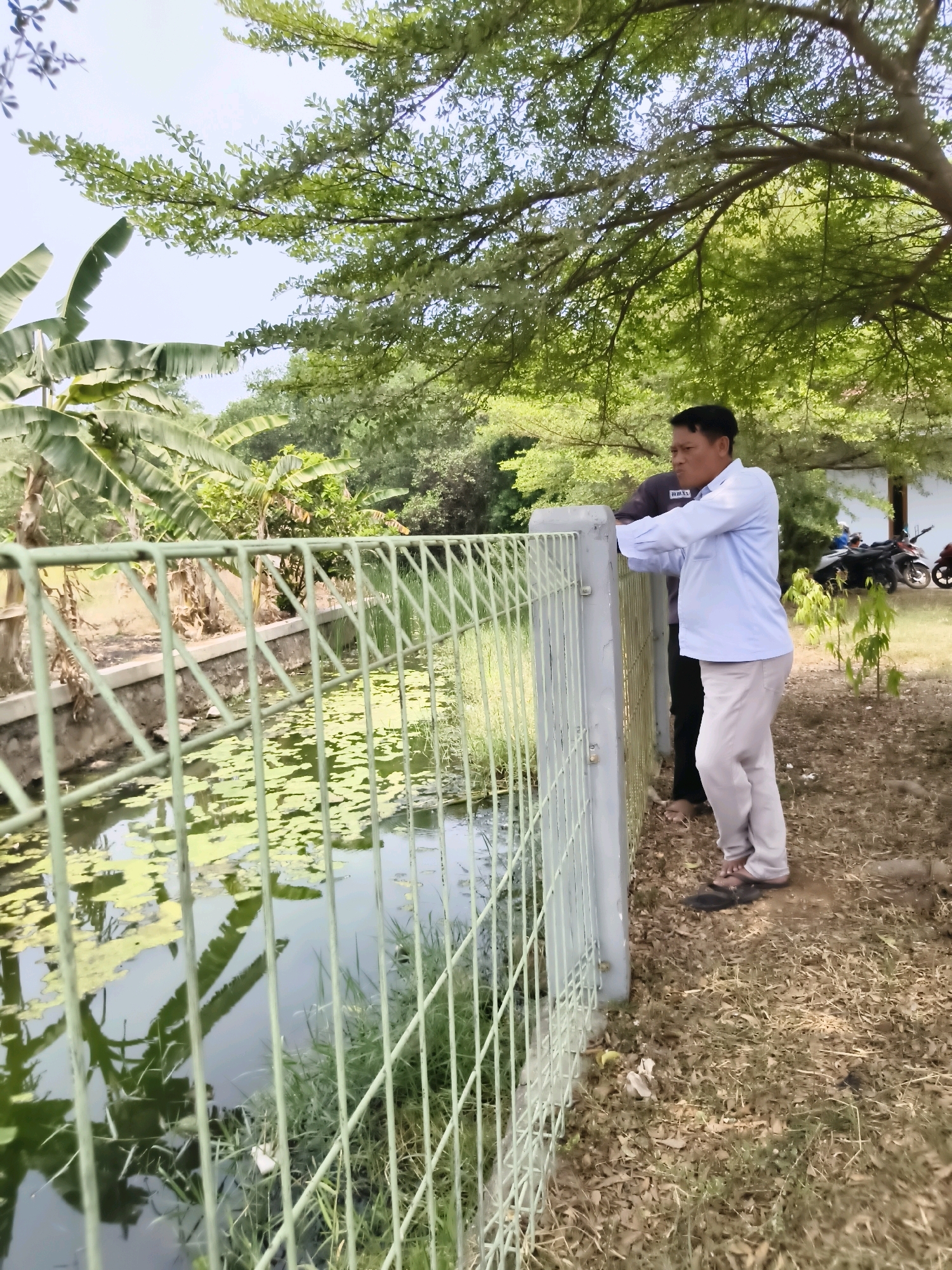 A man in a light blue shirt and light-colored pants is leaning on a fence near a body of water covered with green algae. He is standing next to another person wearing dark clothing. The scene appears to be outdoors in a tropical environment, with banana trees and lush green foliage in the background. In the far background, there are several motorcycles parked and a white building. The overall setting suggests an outdoor area in Puloampel, Indonesia, possibly a canal or drainage ditch, with a fence separating it from a grassy area.