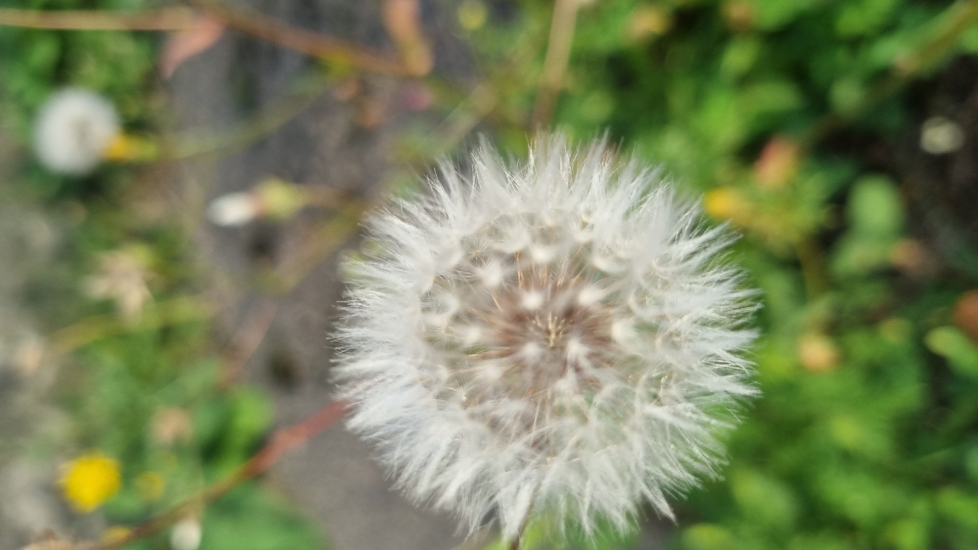 A close-up, shallow depth of field shot features a dandelion seed head in the foreground, its fluffy white parachutes blurred with motion. The seed head is positioned slightly to the left of center, with its textured brown and tan core visible. The background is a soft blur of green foliage and hints of yellow and brown, suggesting an outdoor natural setting within the city of Smila, Ukraine. The lighting is natural and diffused.