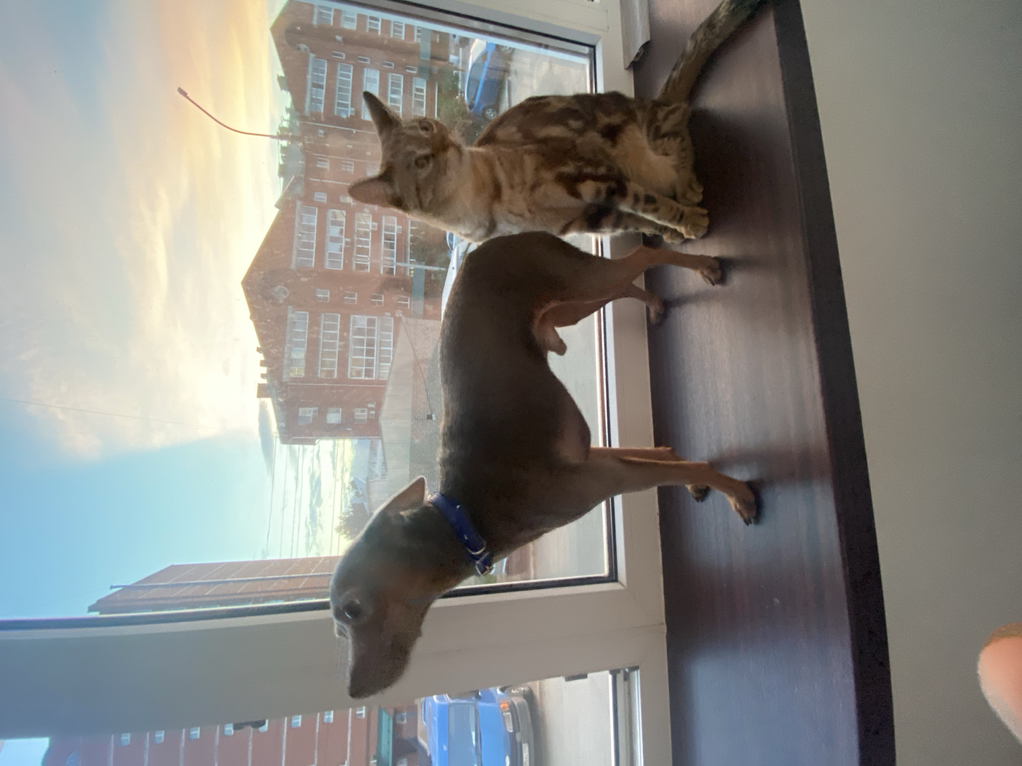 A small, short-haired brown dog and a spotted tabby cat are sitting on a dark brown wooden windowsill in front of a window. The dog is standing and facing left, looking upwards and to the left. The cat is sitting to the right of the dog, facing forward and slightly to the right, with its tail wrapped around its body. Through the window, there are brick buildings, a blue van, and trees visible against a sky with scattered clouds and a sunset glow. The scene is indoors, with the window providing a view of an urban environment in Chaikovsky, Russia.