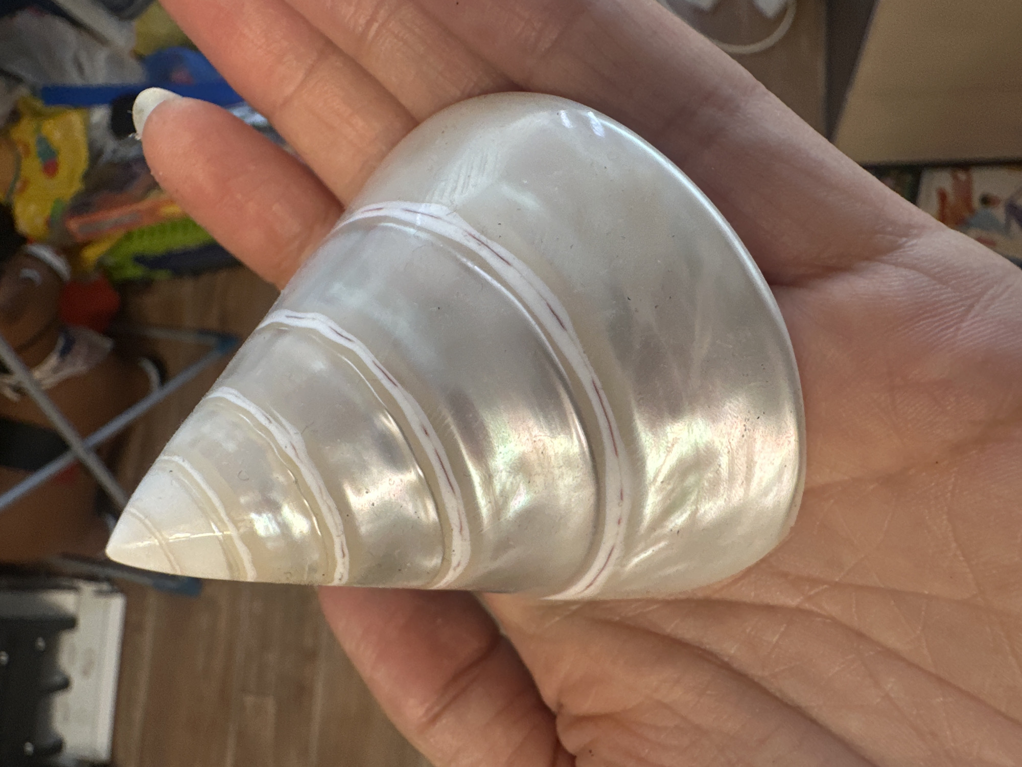 A person's left hand is holding a pearlescent, conical shell with white and reddish-brown bands. The shell is oriented point-up and rests on the palm. The background shows a wooden floor and out-of-focus objects including furniture and bags. The scene is indoors. The image was taken in Novoaltaysk, Russia.