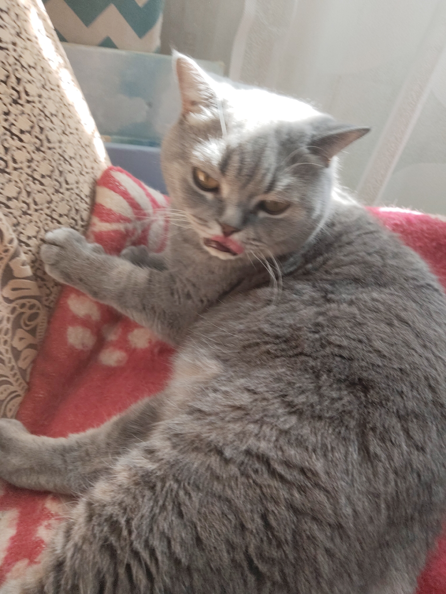 A gray cat is lying on a patterned cushion with its paw resting on a patterned pillow. The cat is licking its lips and has yellow eyes. A box with a chevron pattern is visible in the background along with a sheer white curtain. The location is not specified, and there is no city mentioned.