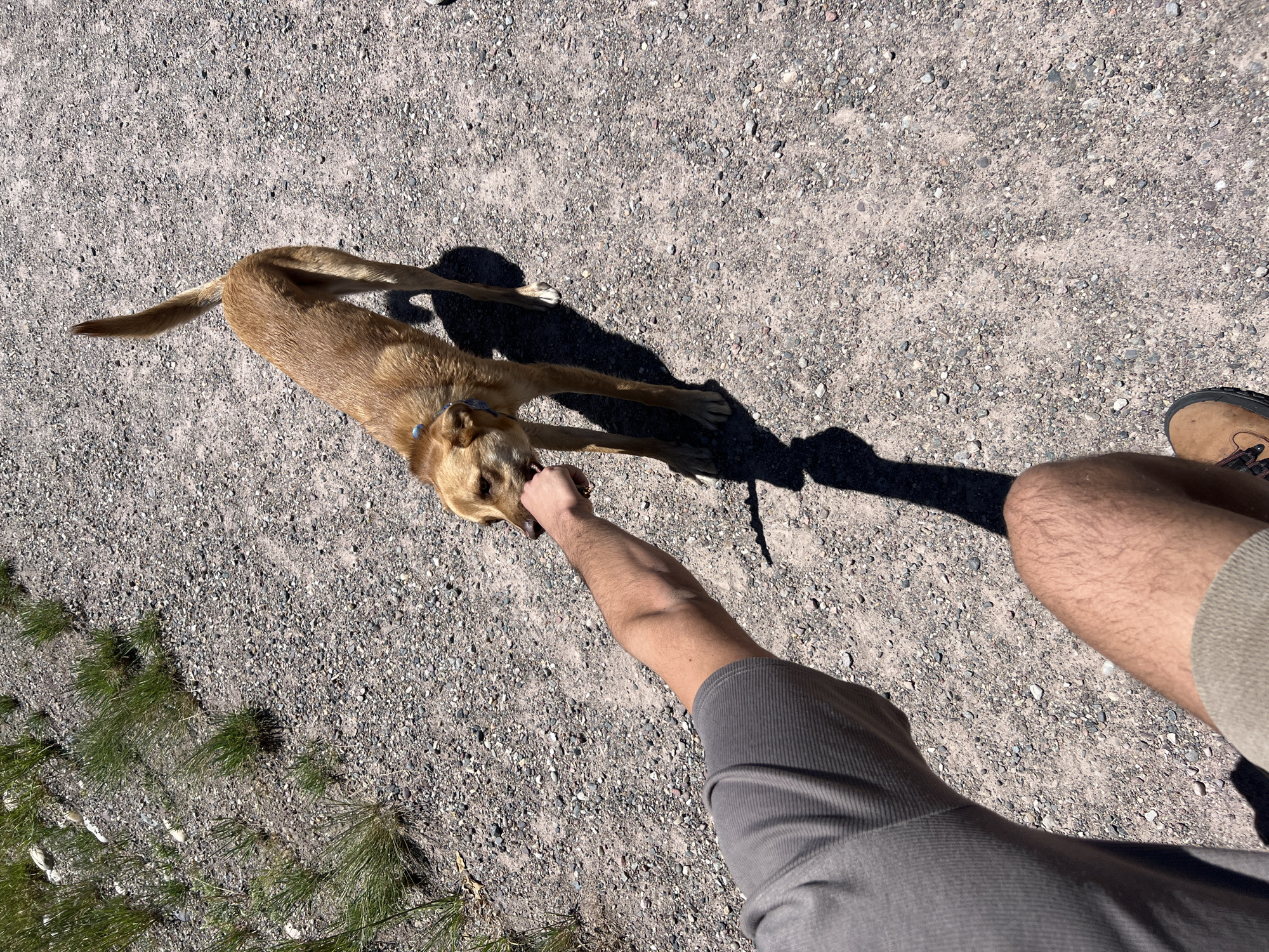 The image, captured in Wilson, United States of America, depicts an outdoor scene featuring one dog and parts of one human subject. A medium-sized, light brown dog, wearing a light blue collar, stands on a gravel surface. Its head is turned towards the viewer's left, engaging with a human's extended, clenched left fist. The dog's mouth is open, encompassing the human's knuckles. The human's forearm, covered by a grey ribbed long-sleeved shirt, is visible from the elbow to the hand. In the lower right of the frame, the human's right lower leg, exhibiting brown hair, and a brown hiking boot are visible. The ground consists of tightly packed small grey and white pebbles mixed with light brown soil, with scattered clumps of green grass visible predominantly on the left side. Strong shadows of both the dog and the human are cast on the gravel, indicating direct sunlight.