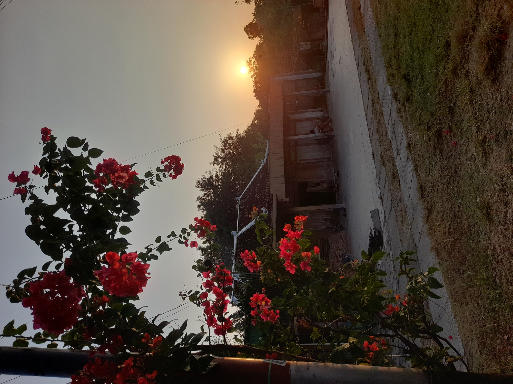 In Pulokulon, Indonesia, a sunset illuminates a scene outside a modest, aged building with a tiled roof. In the foreground, a plant with vibrant red bougainvillea flowers cascades down from the left, partially obscuring a dark, cylindrical pole. The flowers, with their deep red and fuchsia hues, are in full bloom and catch the warm glow of the setting sun. Behind the flowers, the building's facade features wooden doors and shutters. In front of the building, a paved courtyard is visible, with a few scattered items. A person, appearing to be a young male, is seated on the edge of the courtyard, facing away from the camera, appearing relaxed. The sky above is a soft gradient of pale orange and yellow as the sun dips below the horizon, casting long shadows and creating a tranquil, dusky atmosphere. Trees form a dark silhouette against the bright sky in the distance. The overall impression is one of a peaceful rural evening in Indonesia.