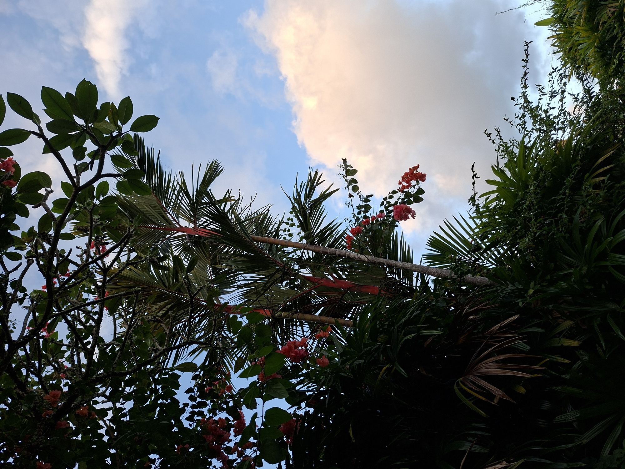The image, taken in the Ubud District of Indonesia, features a view looking upward through a dense canopy of trees and flowering plants. The sky is visible through gaps in the foliage, exhibiting a mix of blue and clouds, some with a pinkish hue, suggesting the time of day is near sunset or sunrise. A variety of tropical flora are present, including palm trees, trees with large, smooth leaves, and flowering vines with red or pink blossoms. The trees and plants are darkly silhouetted against the brighter sky. A section of palm tree has some bright red stems.
