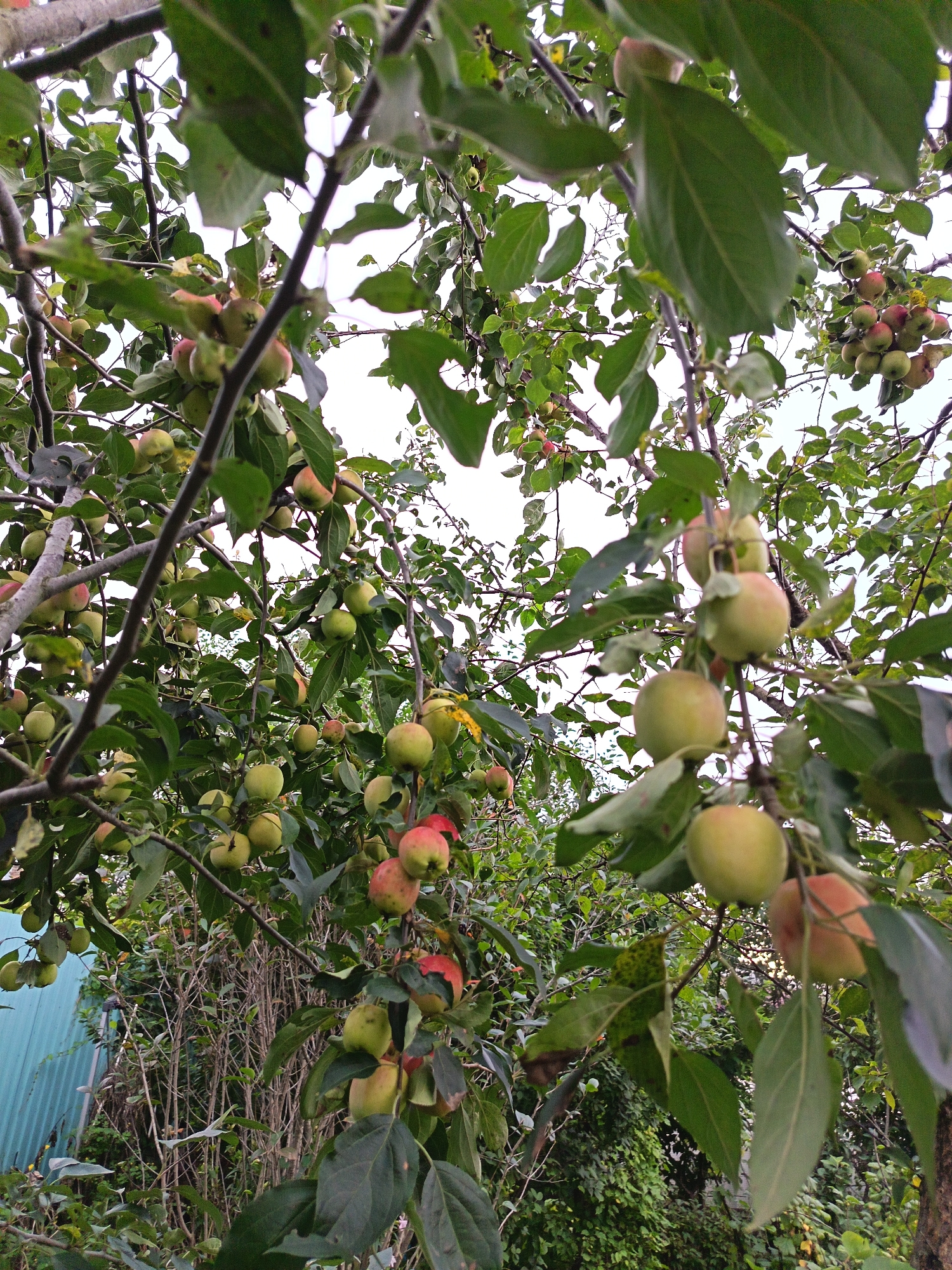 The image shows an apple tree laden with ripe apples in various stages of development. The apples are predominantly green and red, with some showing a blush of pink or yellow. They are clustered on branches interspersed with green leaves. The background consists of more foliage and a pale sky, suggesting an outdoor setting during daylight hours. A light blue corrugated metal fence is partially visible on the left side of the image. The overall impression is one of a bountiful harvest in a natural or garden environment.