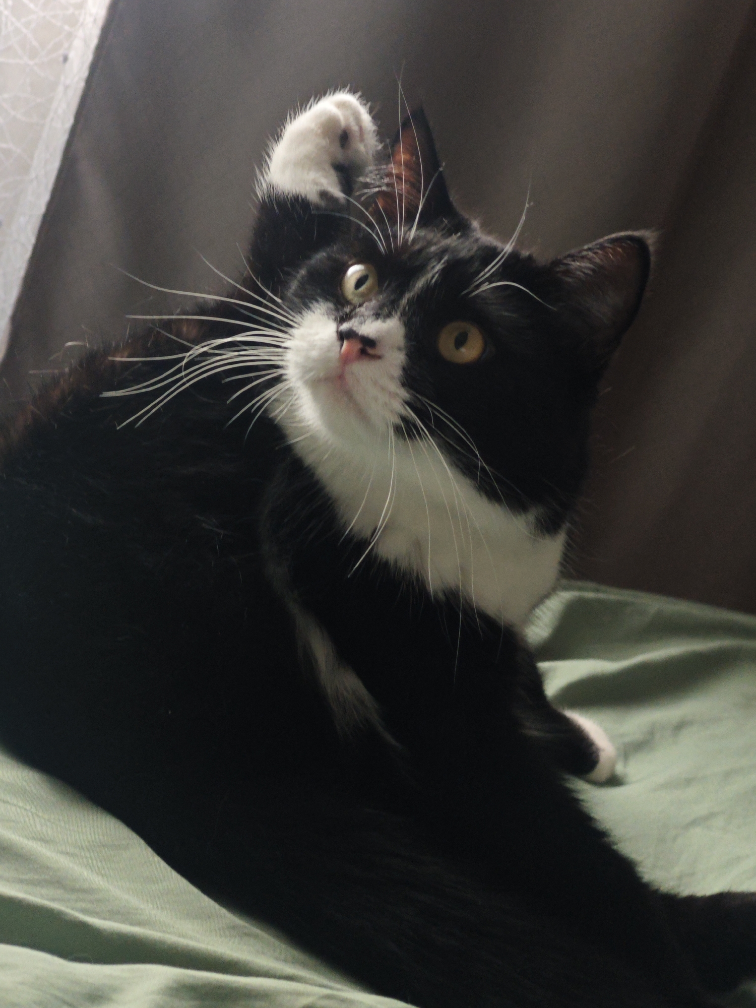 A black and white cat with yellow eyes is lying on a green surface. The cat is looking up and to the left with its front left paw raised. The background is a dark curtain with a sheer patterned curtain on the left side. The image appears to have been taken indoors, likely in a residential setting. There is no information available about the location in the city of Chekhov, Russia.