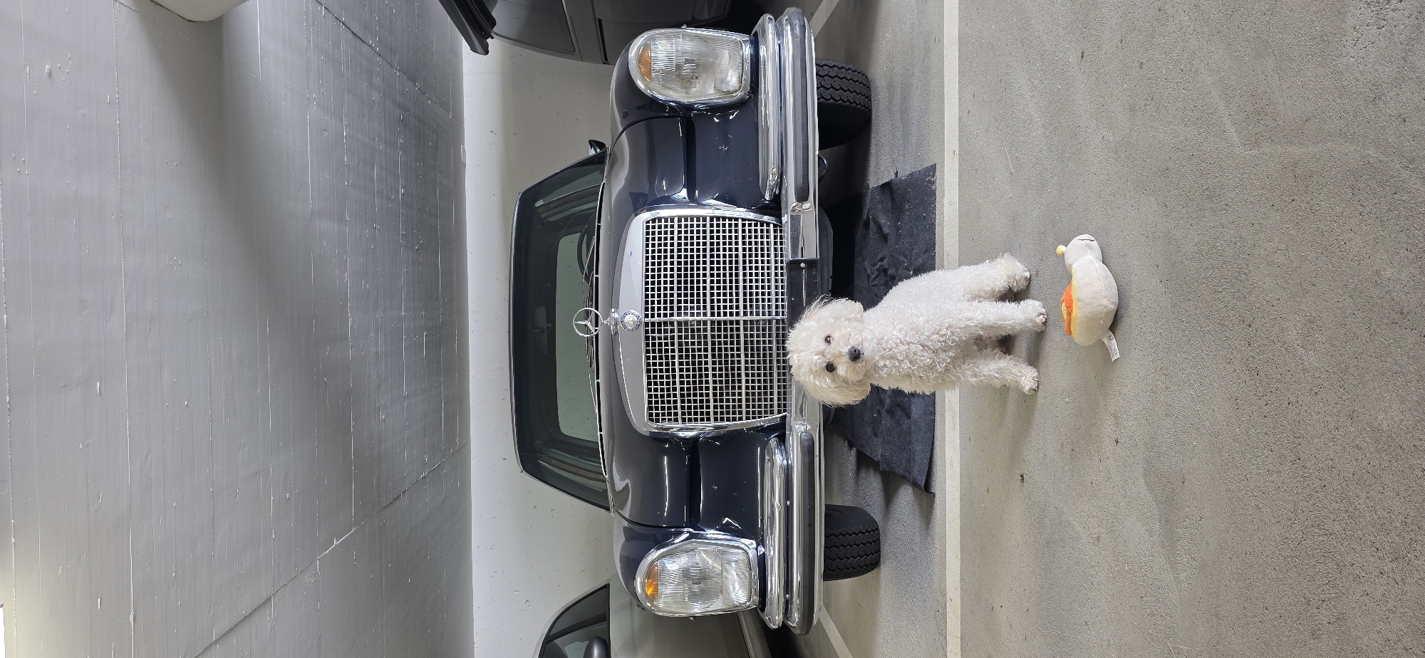A white toy poodle sits on a concrete floor in a parking garage. The dog is facing the camera and has its front paws on the ground. In front of the dog is a plush toy resembling a hot dog. Behind the dog, a dark blue Mercedes-Benz sedan is parked. The car has a chrome grille and headlights. The parking garage ceiling is visible in the background, with visible concrete textures and horizontal lines. A white line marking a parking space is visible on the floor in front of the car. The scene appears to be in Lieli, Switzerland.