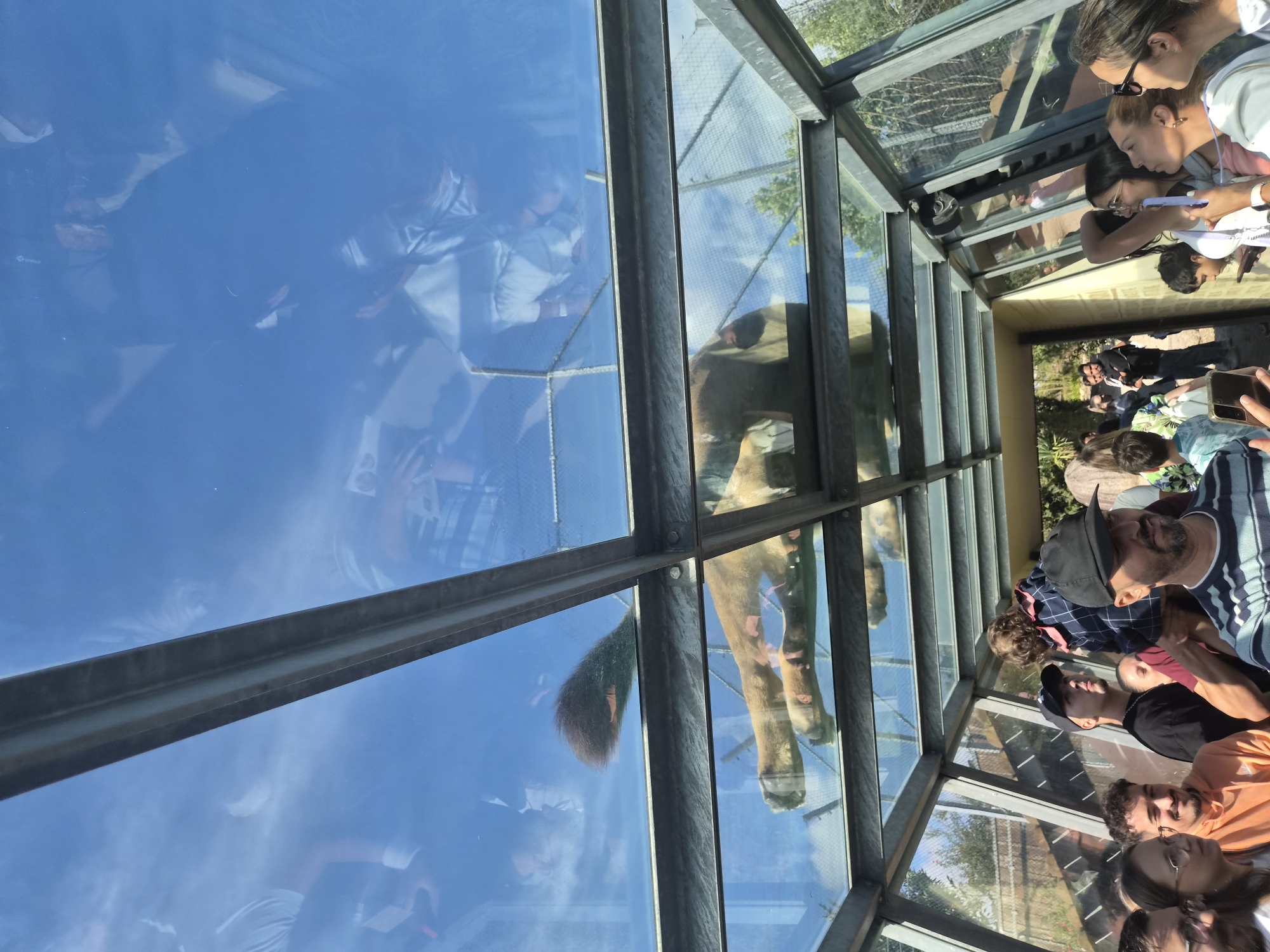 In Vila Nova de Gaia, Portugal, a group of people are gathered beneath a glass ceiling within a structure that appears to be an animal enclosure, possibly at a zoo or safari park. Above them, a lion walks on the glass walkway, its paws and tail visible. The lion is light brown with a dark mane. The people, of diverse ages and ethnicities, are looking upwards, some pointing and taking photos with their phones. The environment outside the glass includes trees and a fence. The structure itself is made of metal beams and glass. The sky is clear and blue.