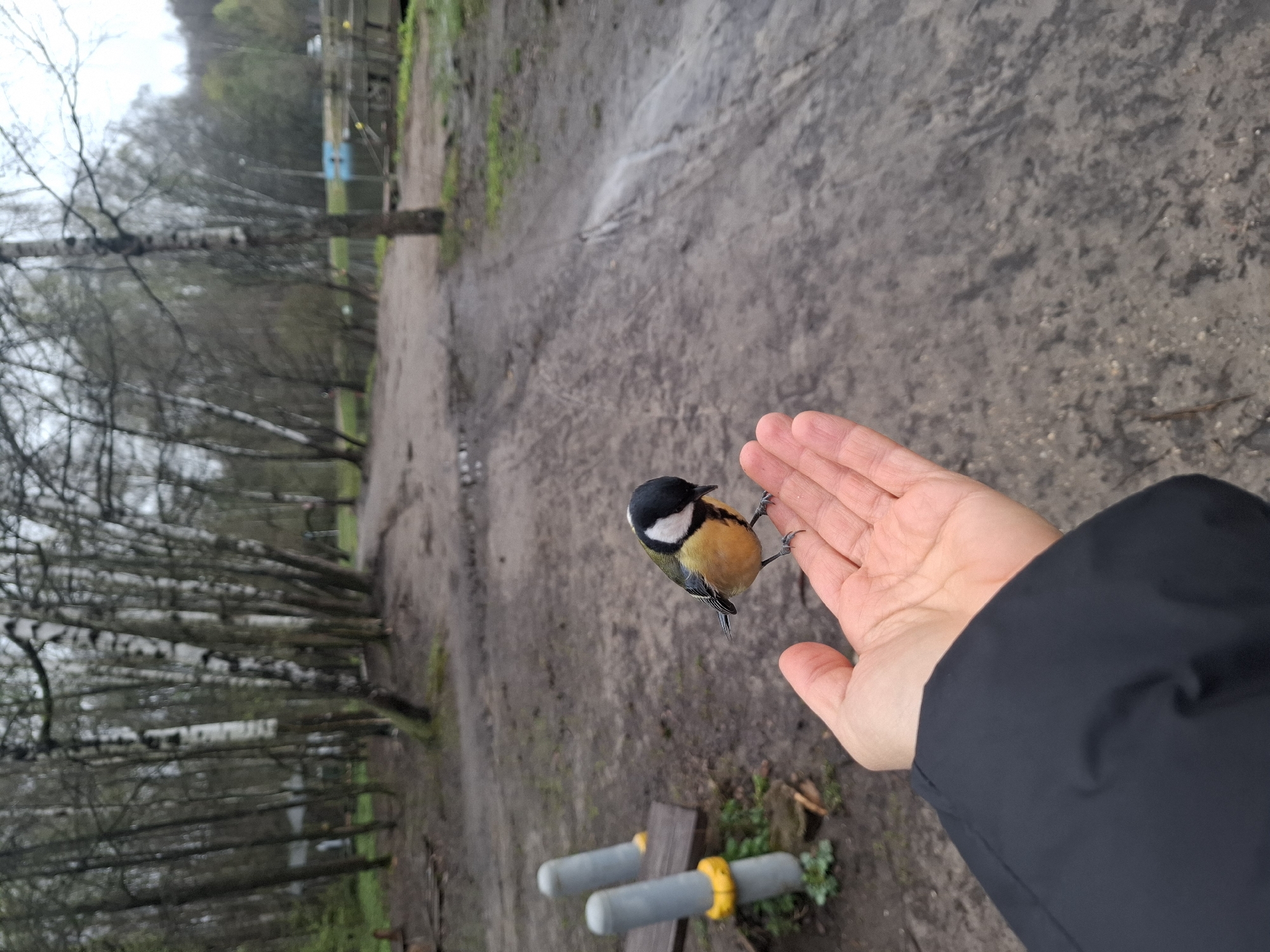 The image captures a close-up moment between a human and a bird in an outdoor setting, likely a park or forest in Moscow, Russia.
**Subjects:** The primary subjects are a Great Tit bird, identifiable by its distinctive black head, white cheeks, bright yellow breast with a black central stripe, and olive-green back, and a human's right hand and forearm. The human is wearing a black jacket with a dark sleeve.
**Scene and Setting:** The bird is perched gently on the open palm of the human hand, suggesting a feeding interaction or a well-habituated bird. The background features a dirt path, which appears somewhat damp or muddy, indicating recent rain or generally moist conditions. To the left, numerous slender, deciduous trees, possibly birches, with bare branches dominate the mid-ground, suggesting early spring or late autumn. Further in the distance, more trees and some indistinct structures, including a blue element, are visible. In the bottom foreground, part of a wooden structure resembling a low bench or barrier with two grey cylindrical elements wrapped in yellow bands can be seen.
**Activity:** The photograph captures a serene interaction, with the bird calmly standing on the person's hand. This suggests the bird is either being fed or is comfortable interacting closely with humans.
**Notable Details:** The lighting is soft and diffused, characteristic of an overcast day. The ground appears damp, and the trees are largely leafless, indicating cooler weather. The overall atmosphere conveys a sense of peaceful connection with nature. No visible text is present in the image.